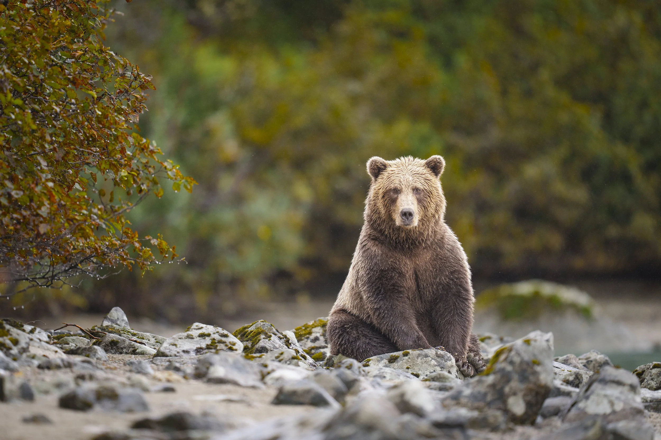 Wildlife