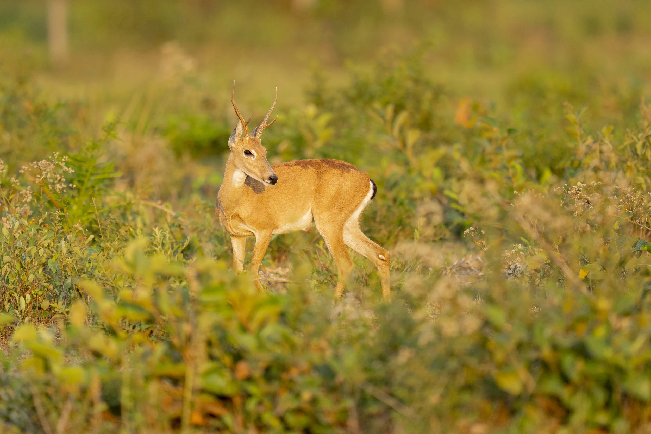 Pampas Deer-2107.jpg