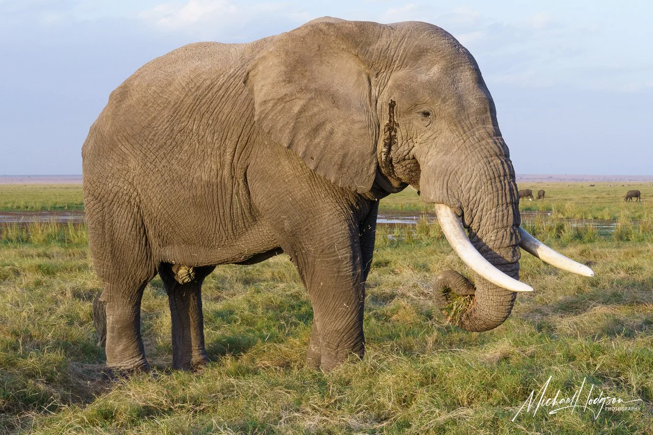 amboseli-73064807306480-IG.jpeg