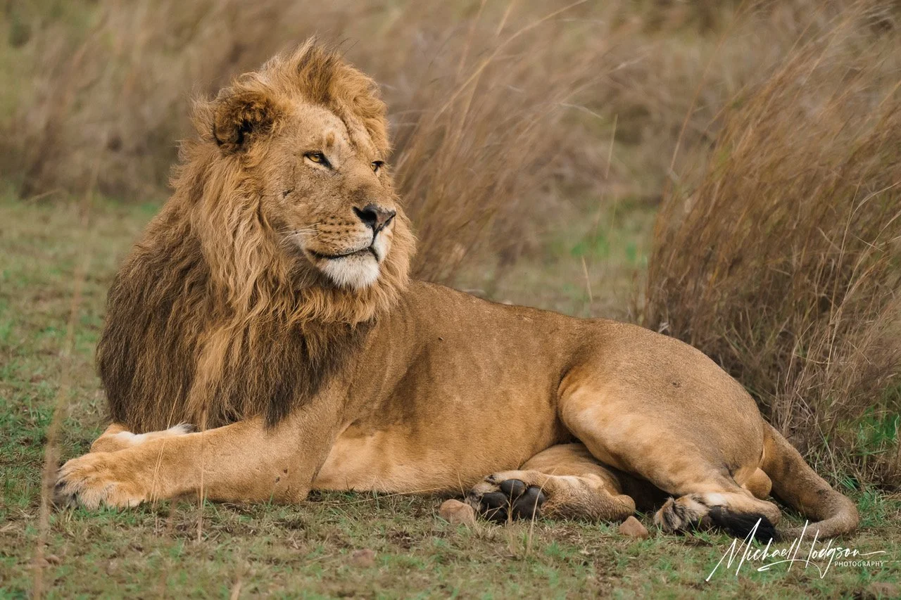 Lion-Maasai-Mara-19291929-IG.jpeg