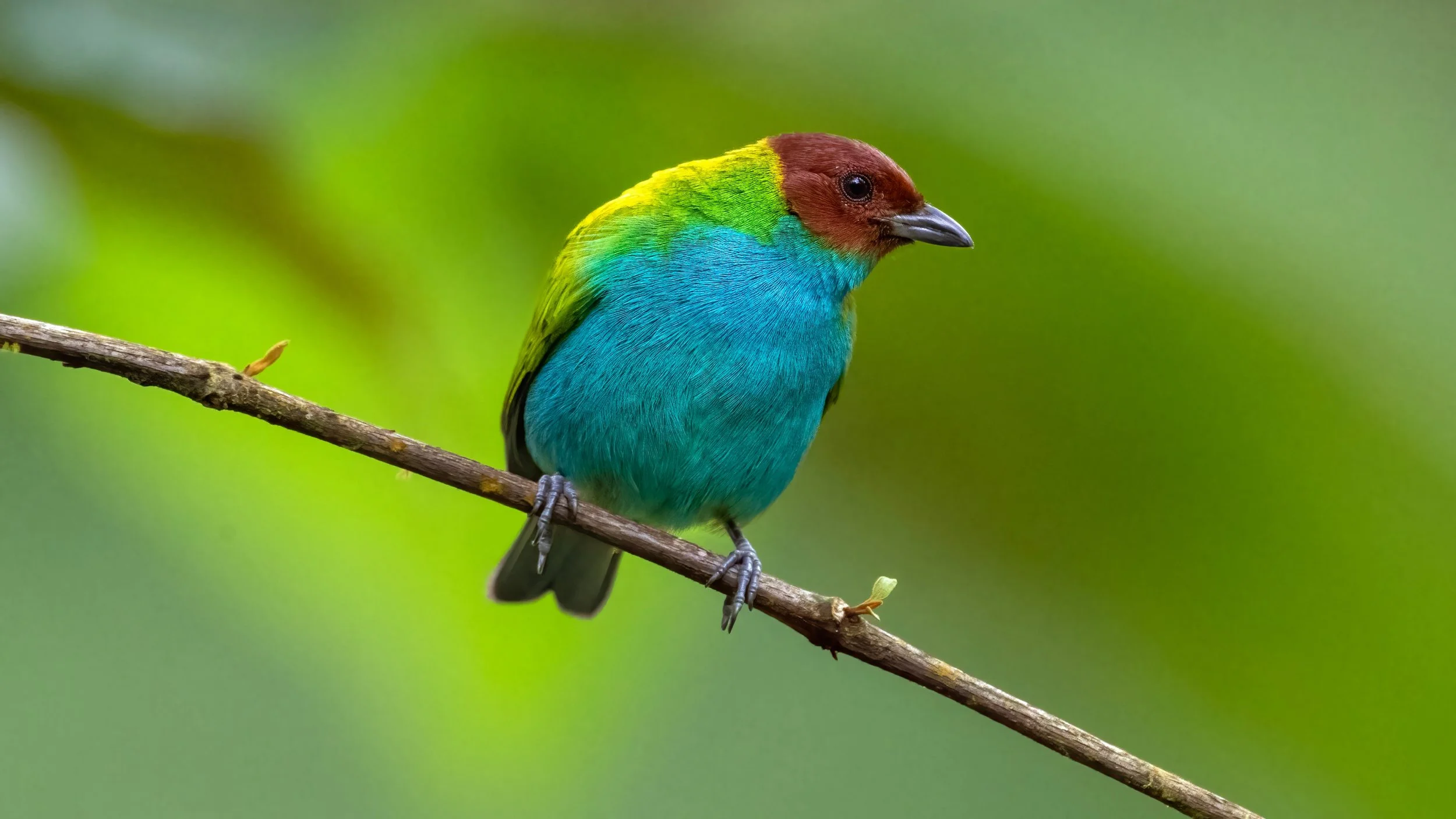 Bay-headed Tanager (Tangara gyrola).jpg