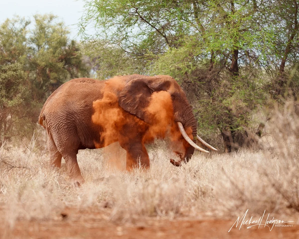Kona-Dust-Bath-Amboseli-0015900159-IG.jpeg