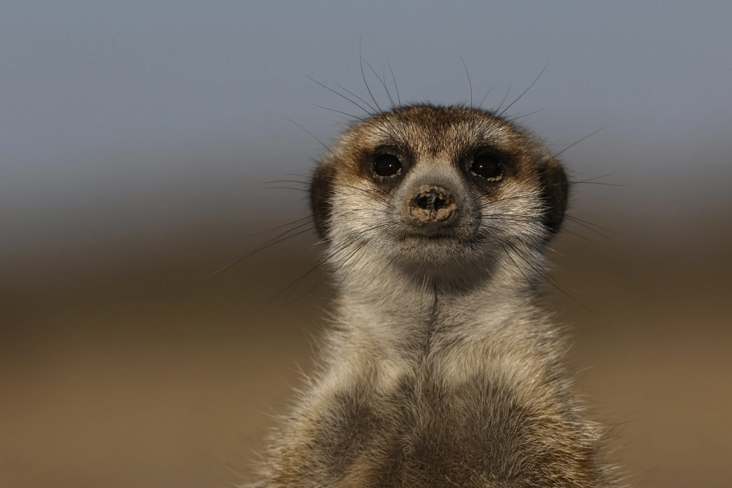 iStock-2268144445.jpg
