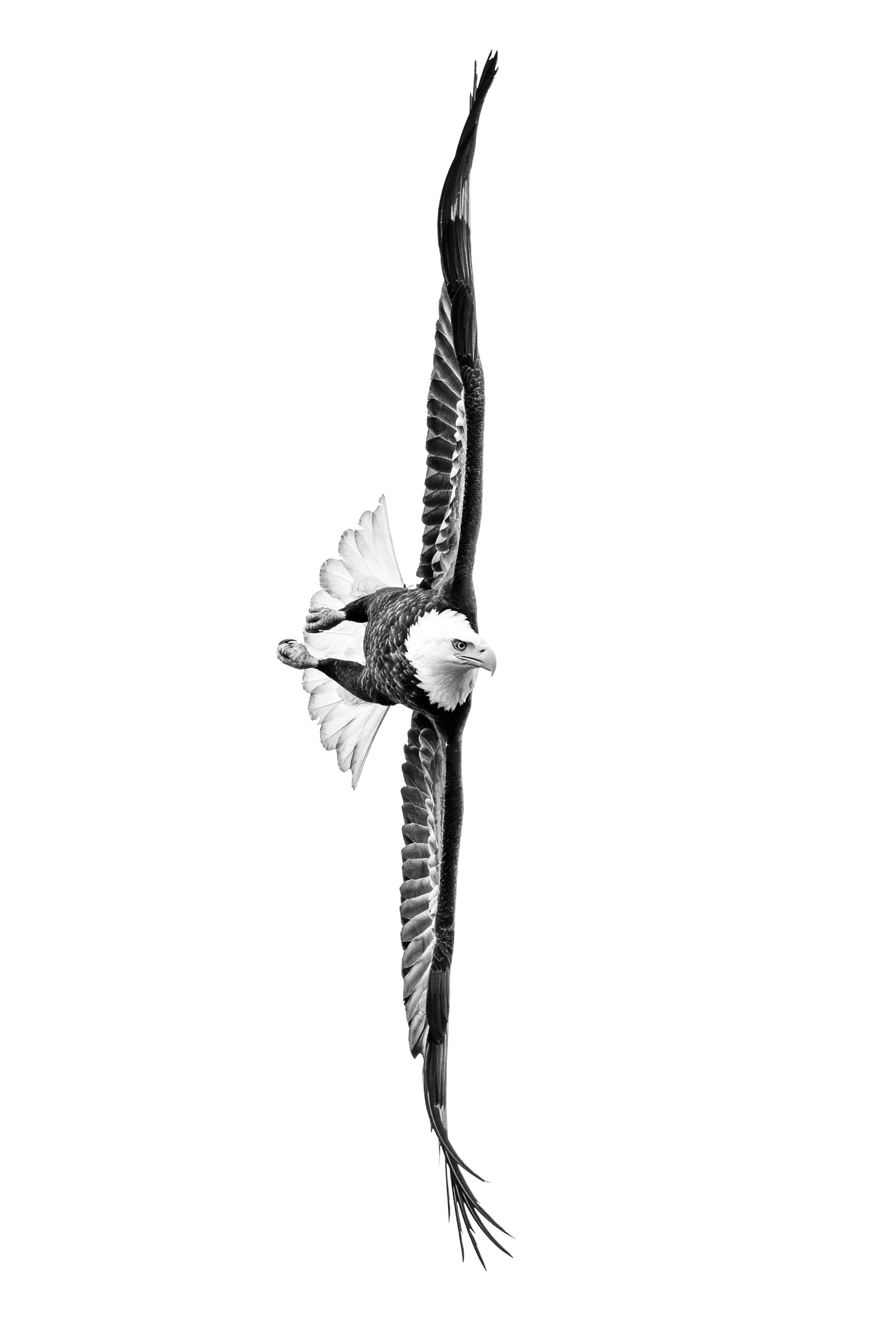 Black and White Aerial Eagle-.jpg
