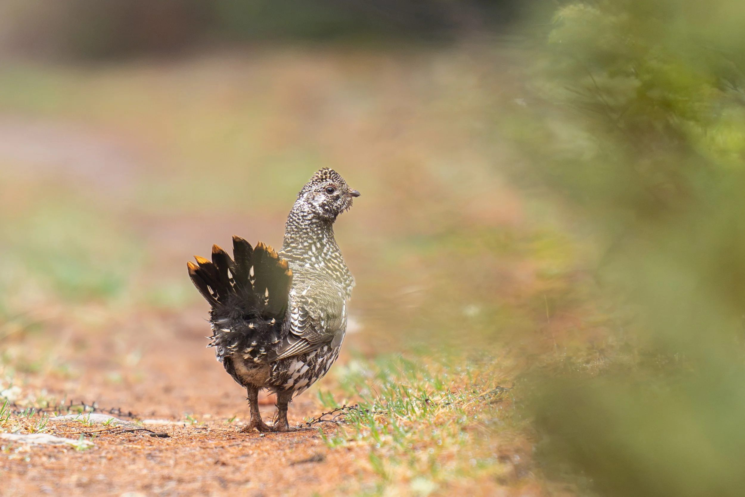 Spruce Grouse-0284-2.jpg