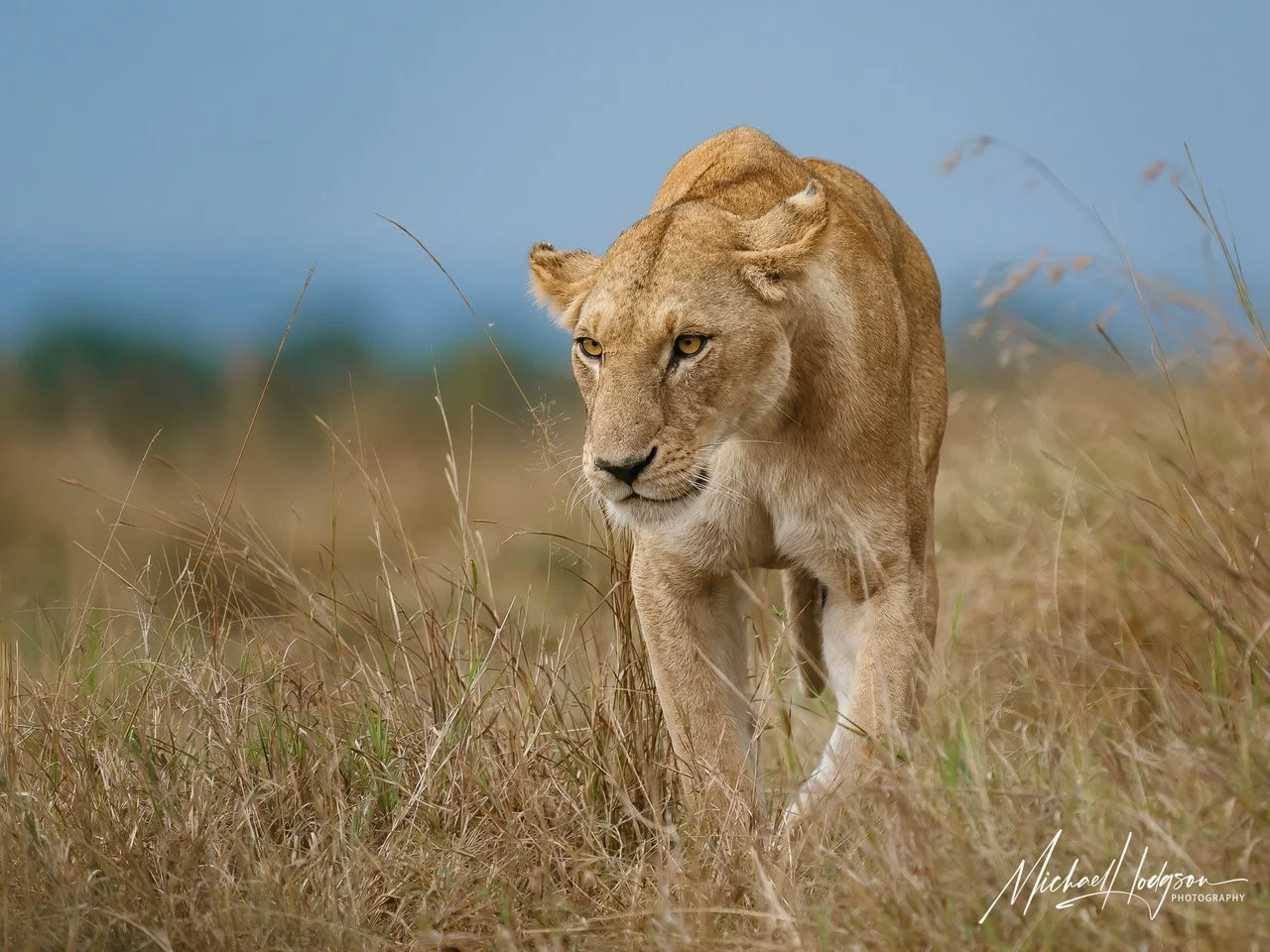 queen-of-the-mara-Maasai-Mara-17981798-IG.jpeg