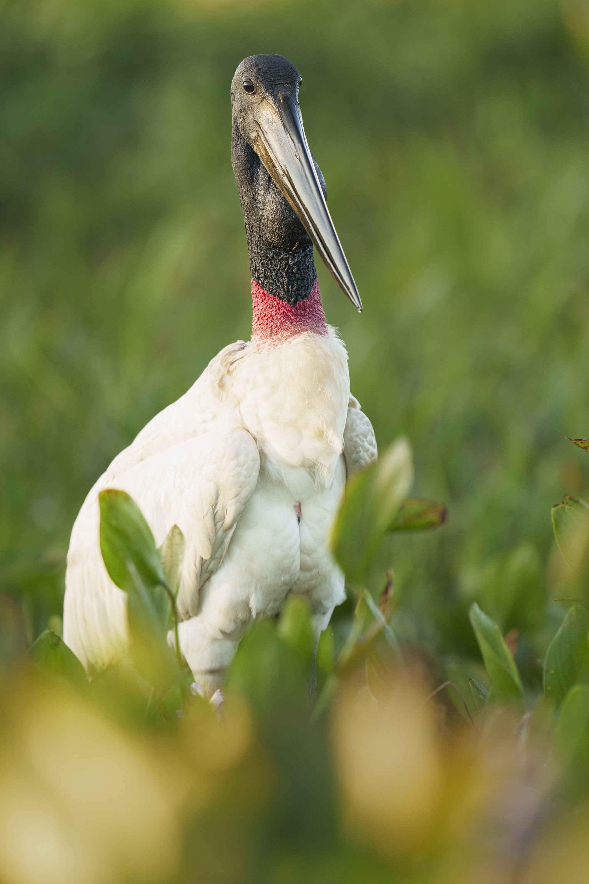 Jabiru-12626.jpg