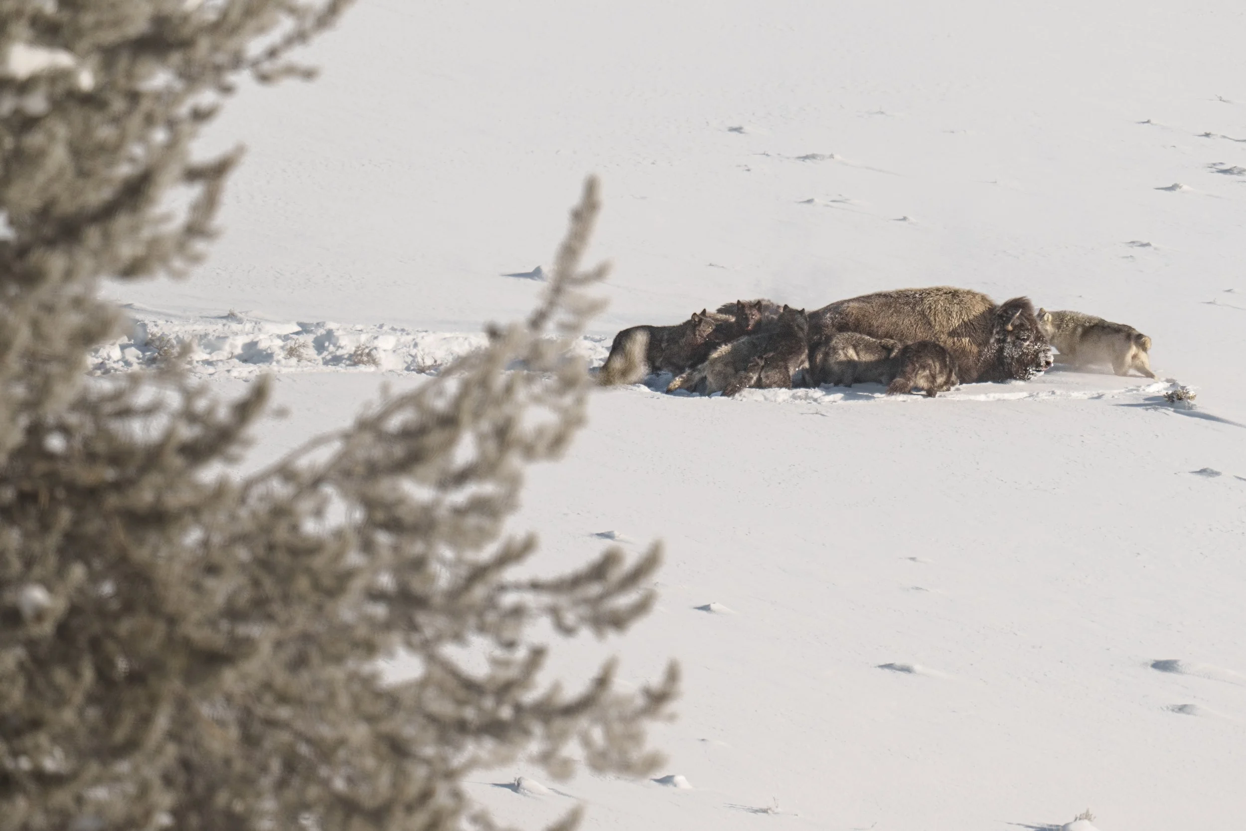 Wolves Taking a Bison-251965.jpg