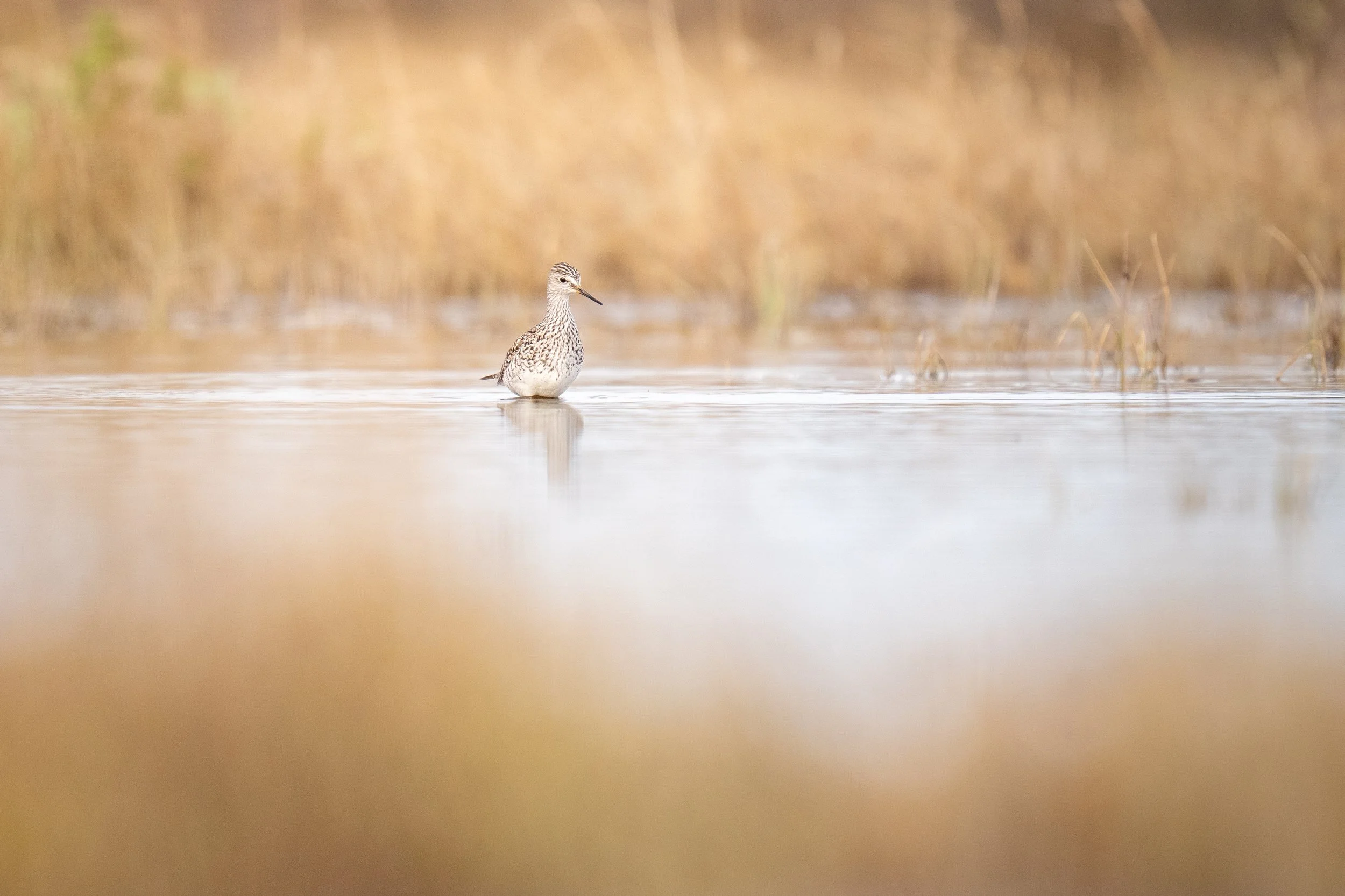 Lesser Yellowlegs-9422-2.jpg