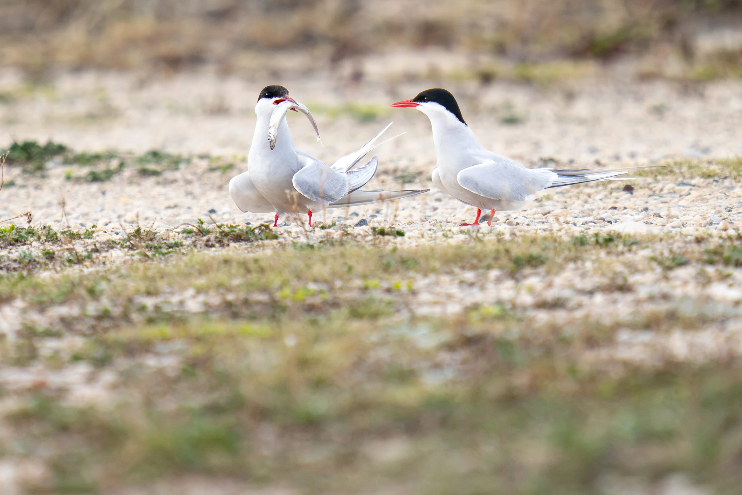 Arctic tern Fish Presentation-6432.jpg
