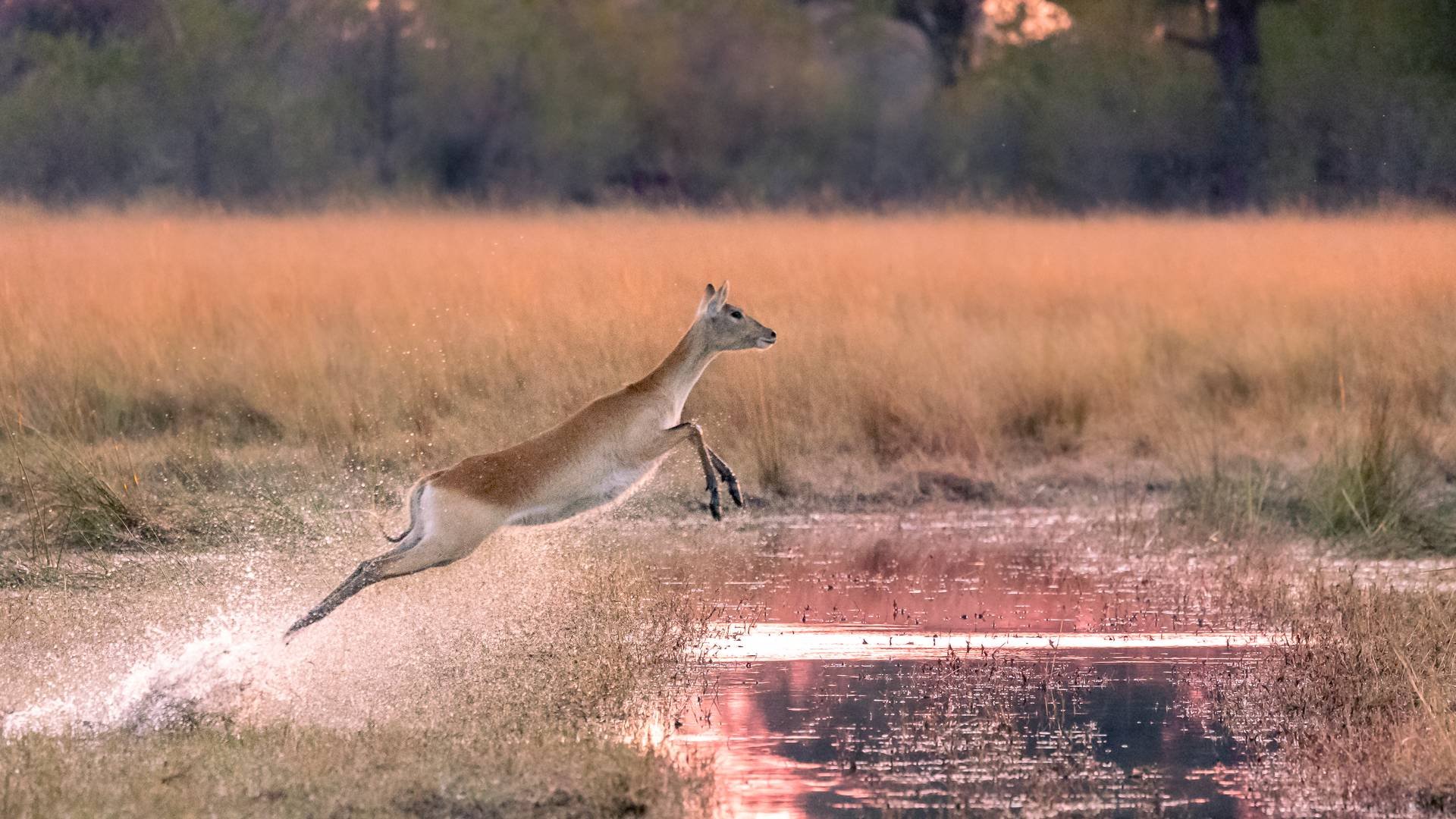 Janine+Krayer+Wildlife+Photography-35.jpg