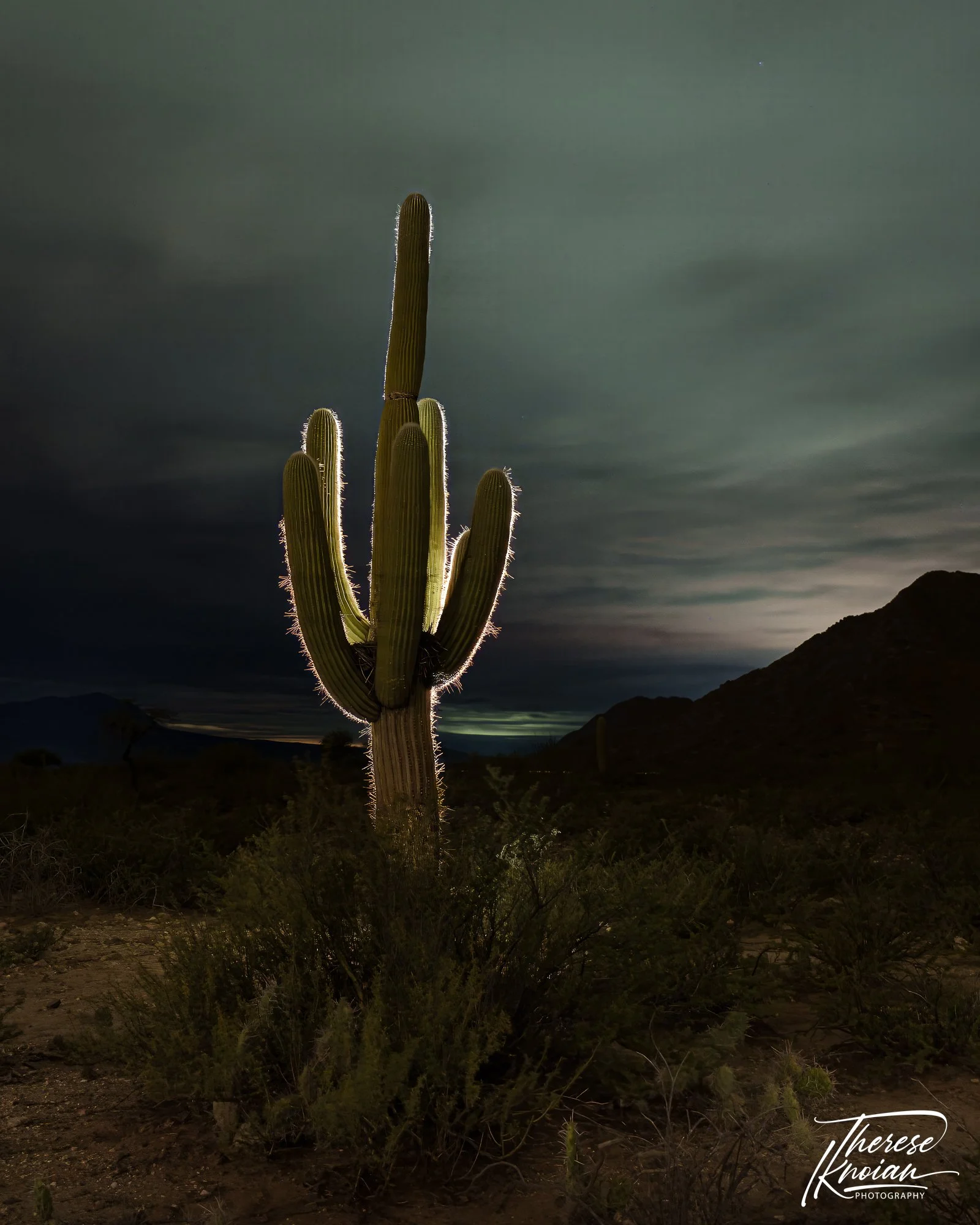 Therese_Cardon Cactus Argentina.jpg