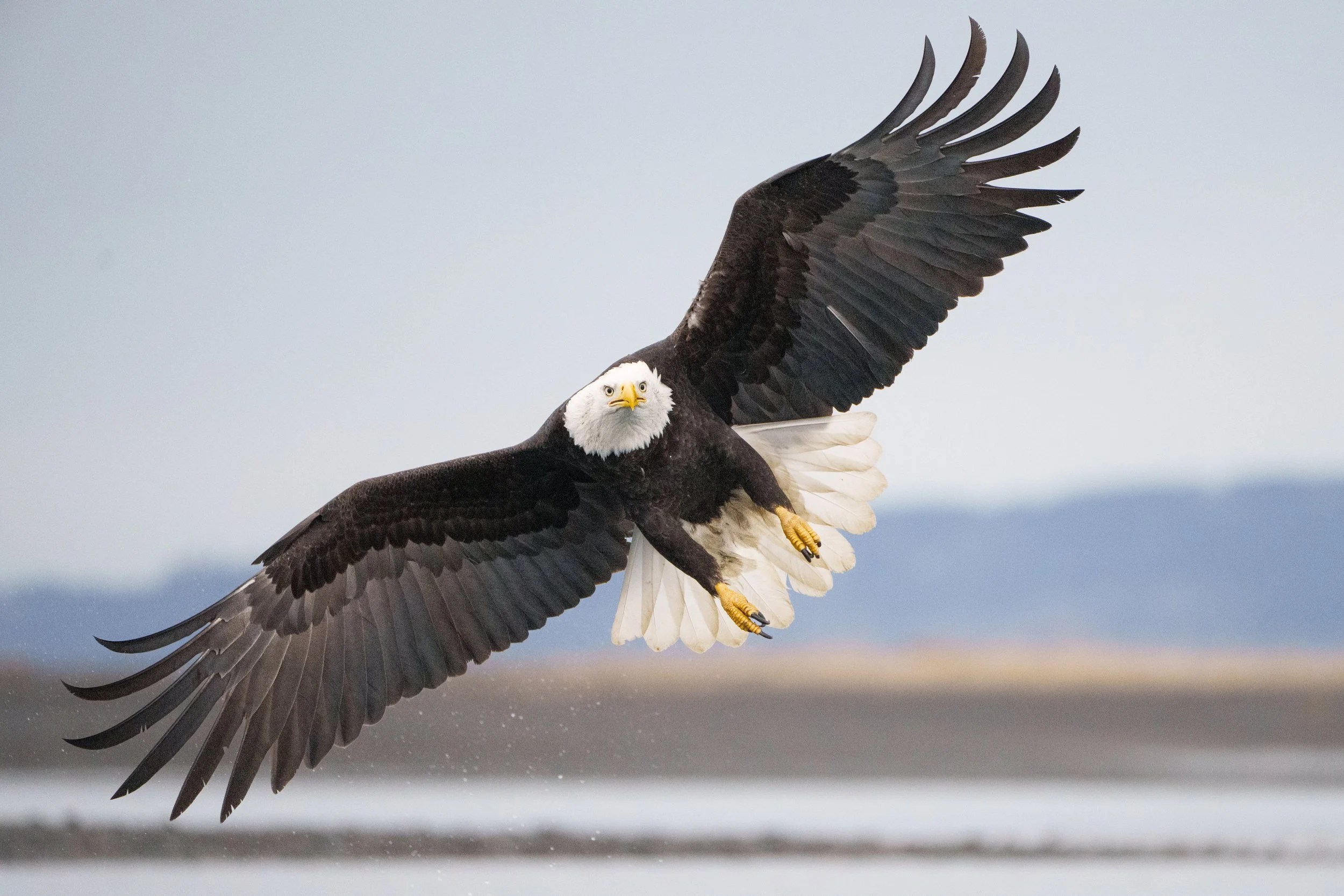 Bald Eagles-256620.jpg