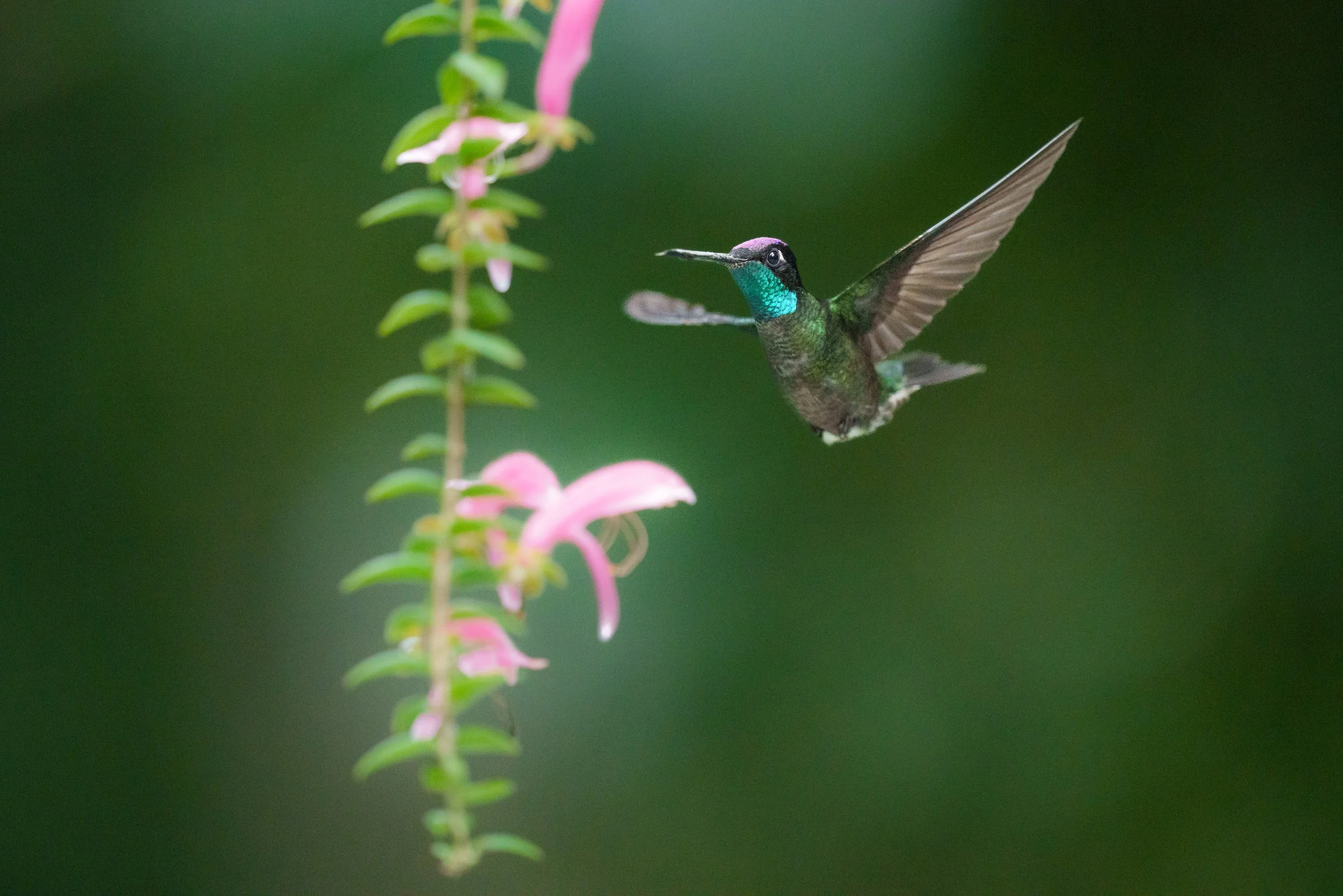 Panama Birds-18711.jpg