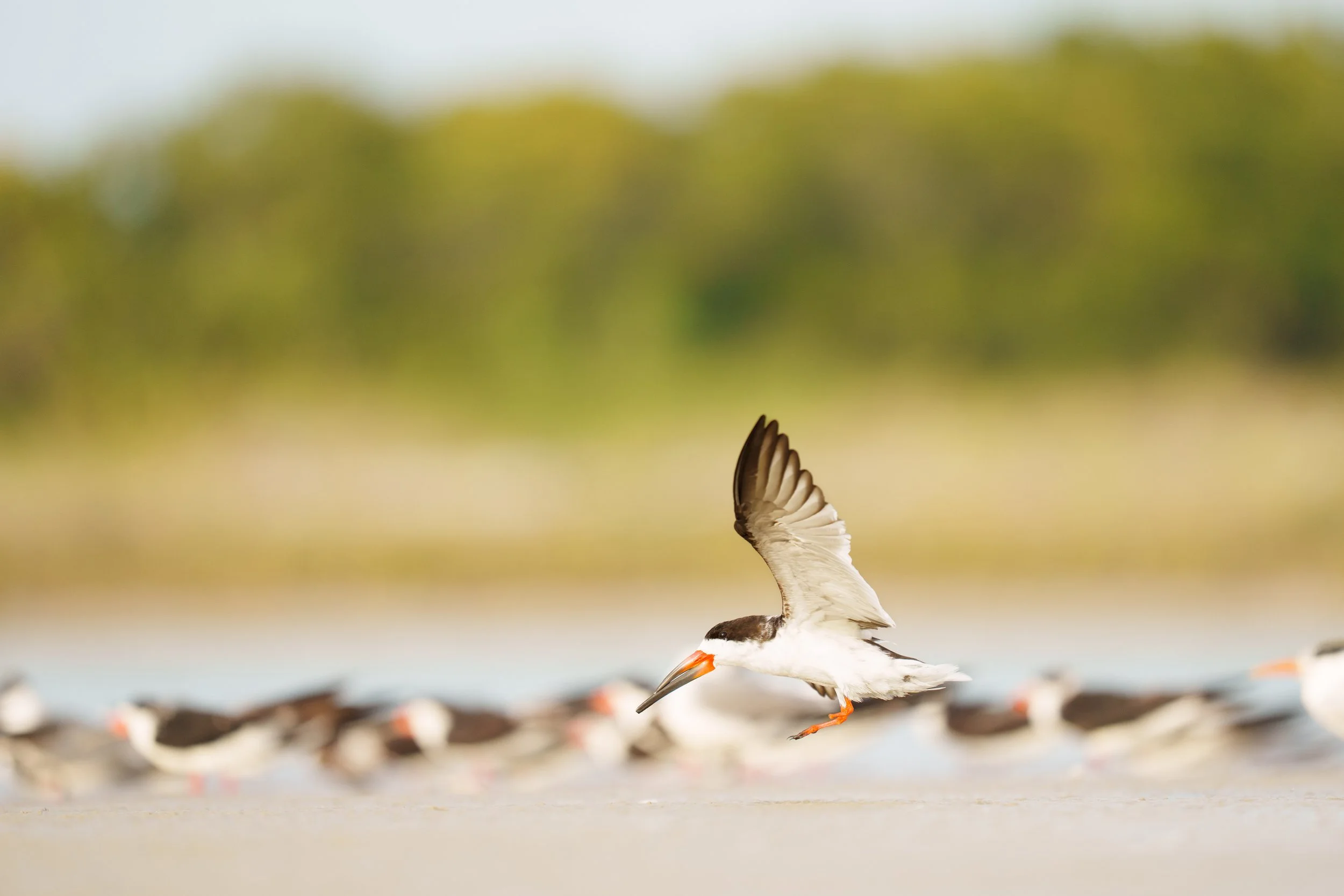 Birds in Flight-13154.jpg