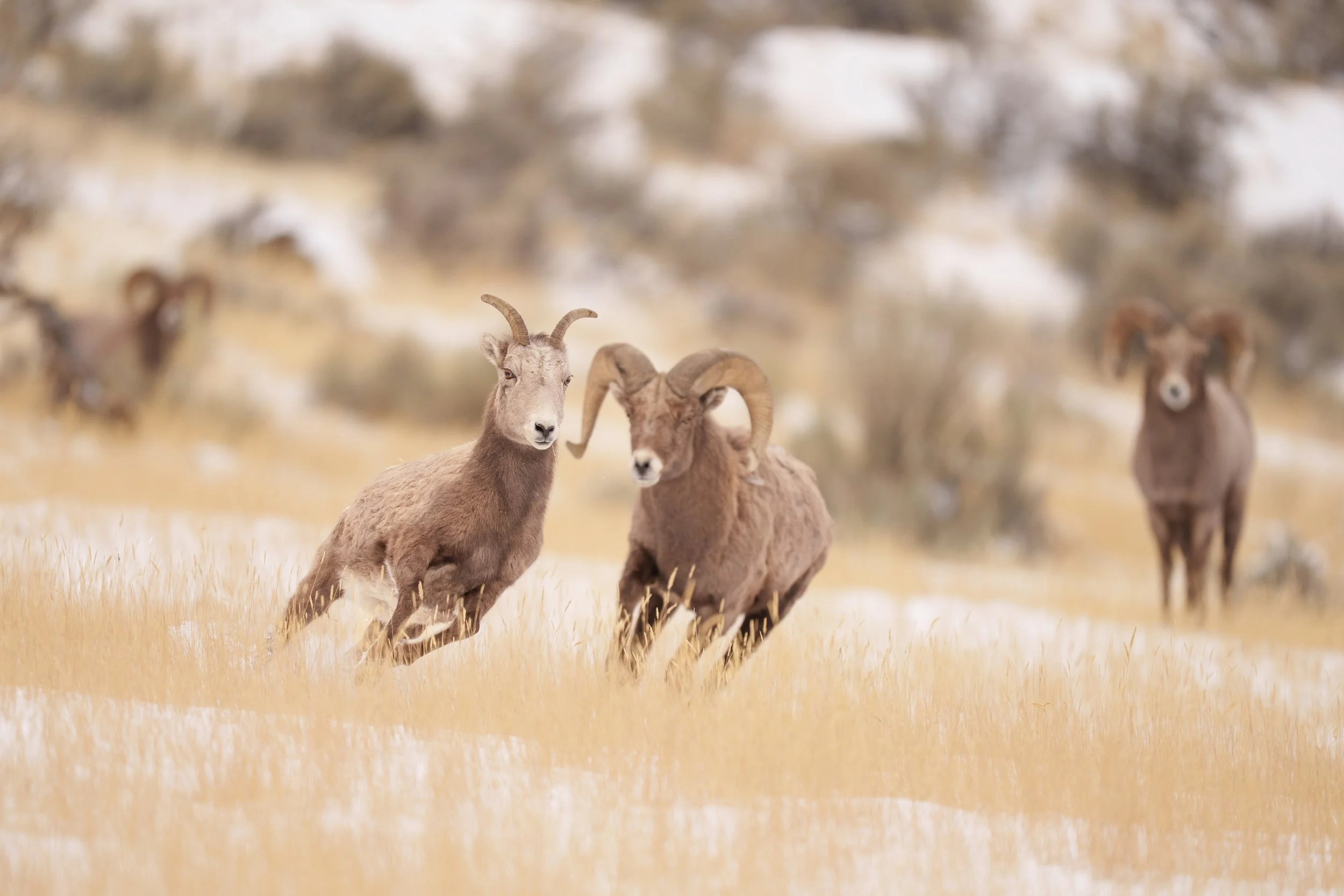 Chasing the Ewe-12891.jpg