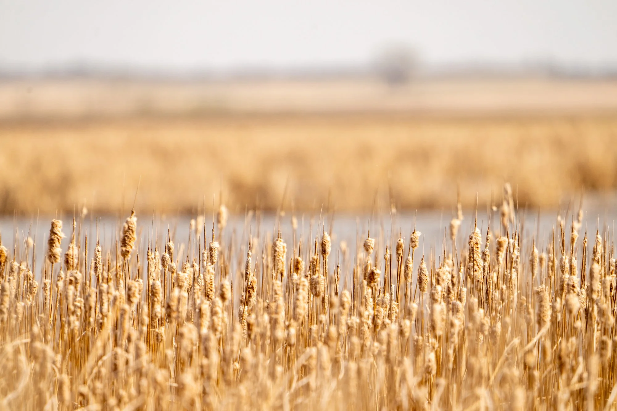Dried cattails surrounding a prairie pothole filled with water