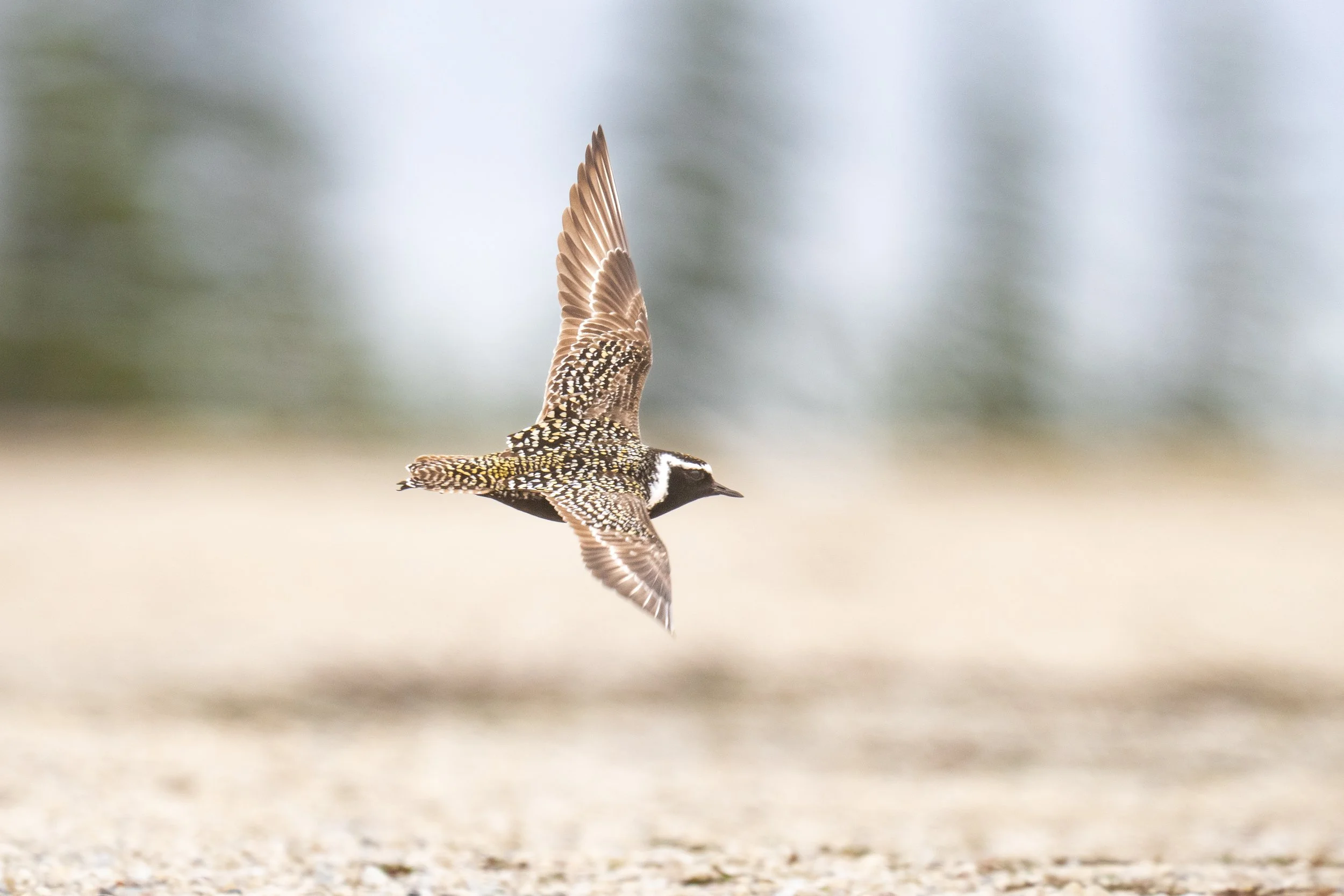 American Golden Plover Lifer-9560.jpg