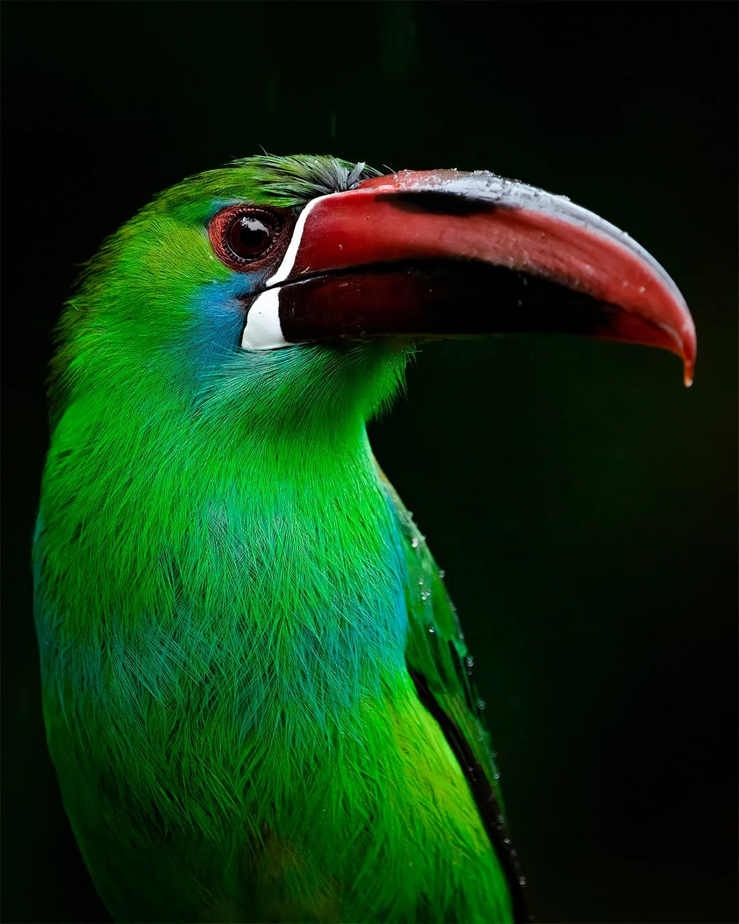 Crimson-rumped Toucanet (Aulacorhynchus haematopygus).jpg
