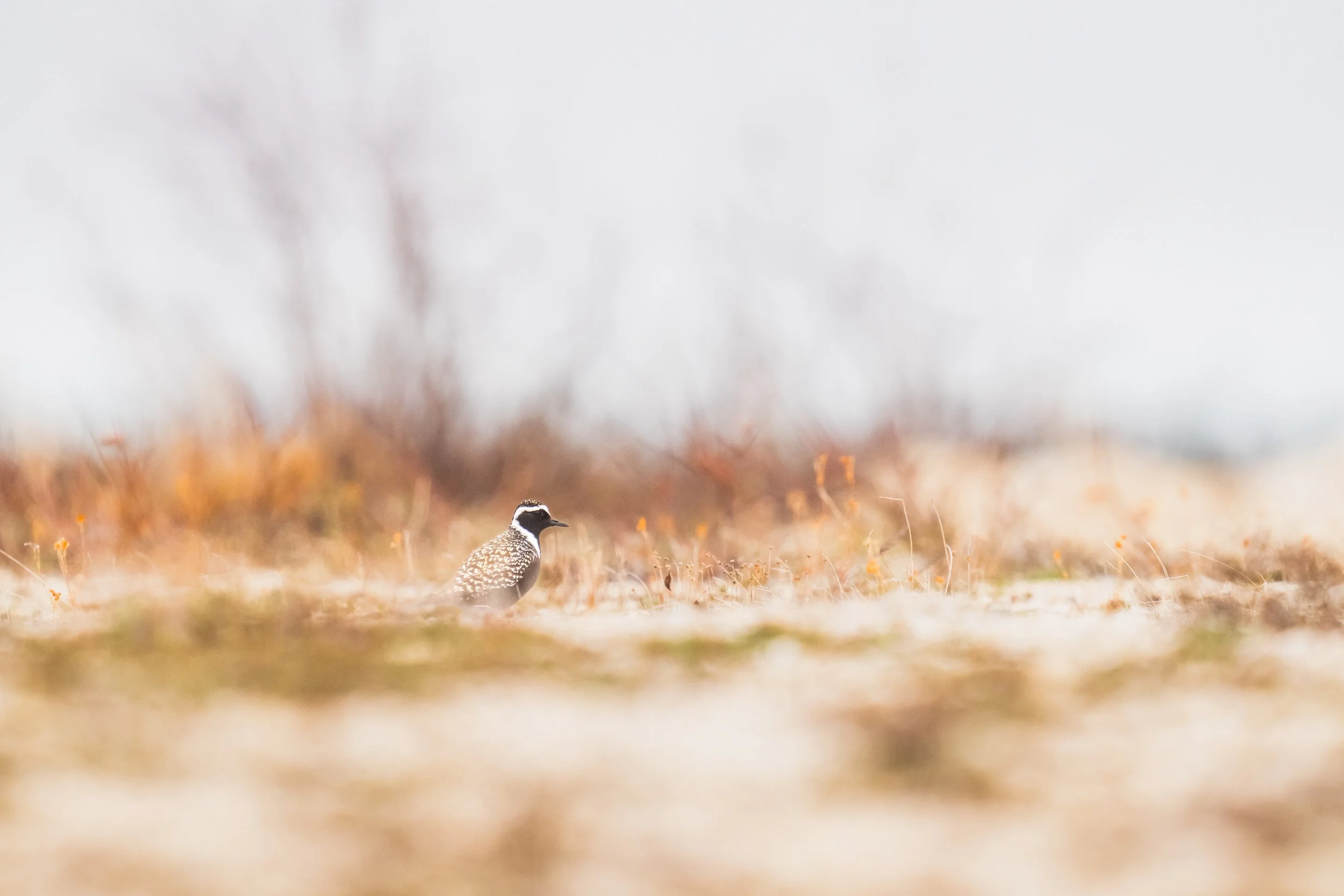 American Golden Plover Lifer Portrait-9357.jpg