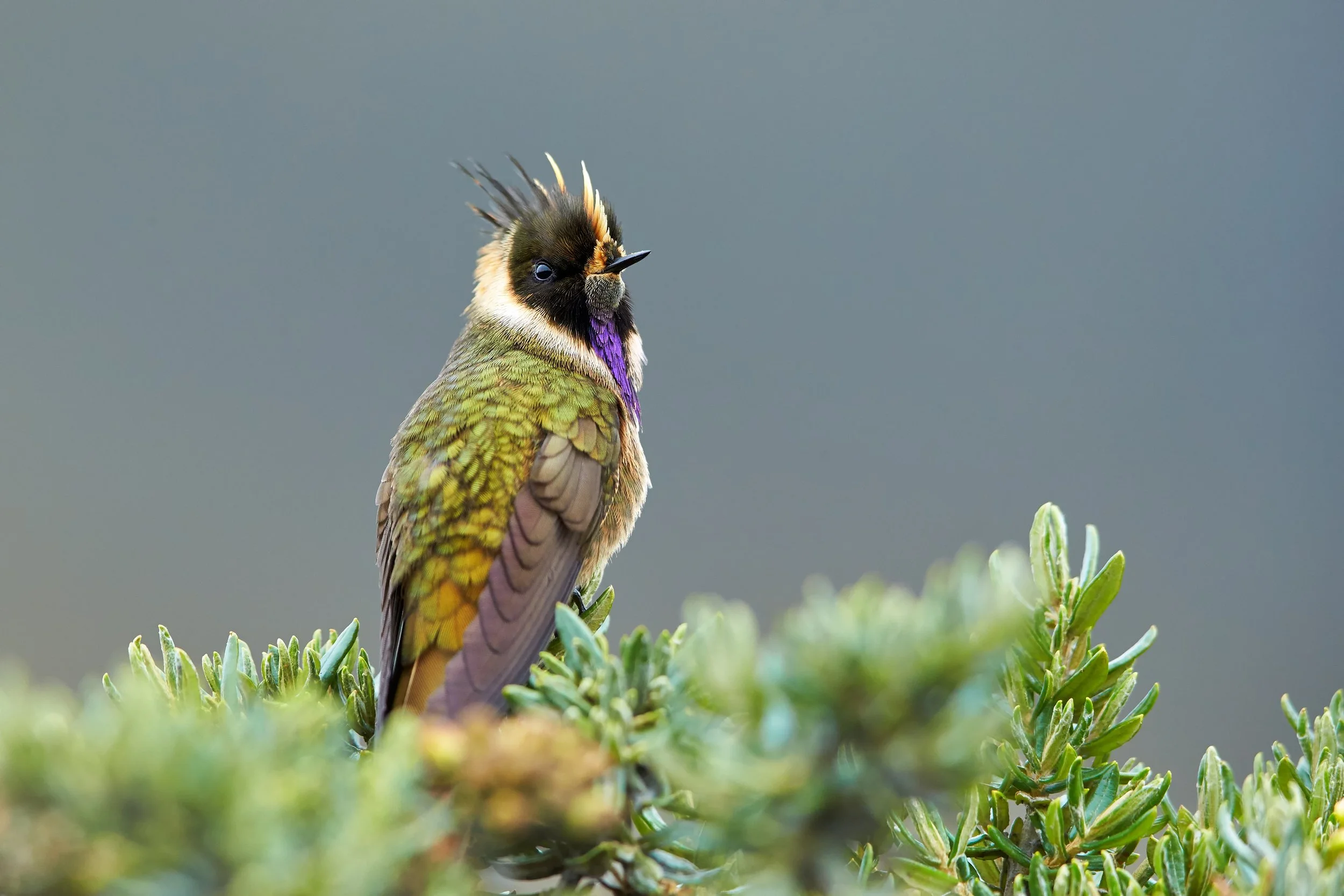 Buffy Helmetcrest (Oxypogon stuebelii).jpg