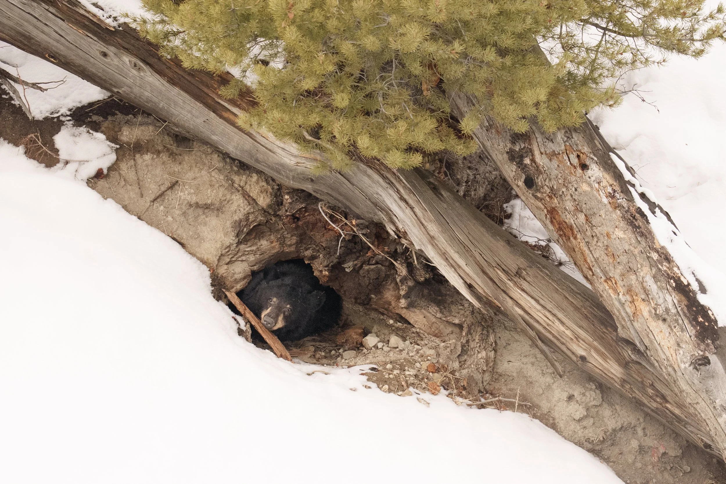 Black Bear Peeking from Den-2876.jpg
