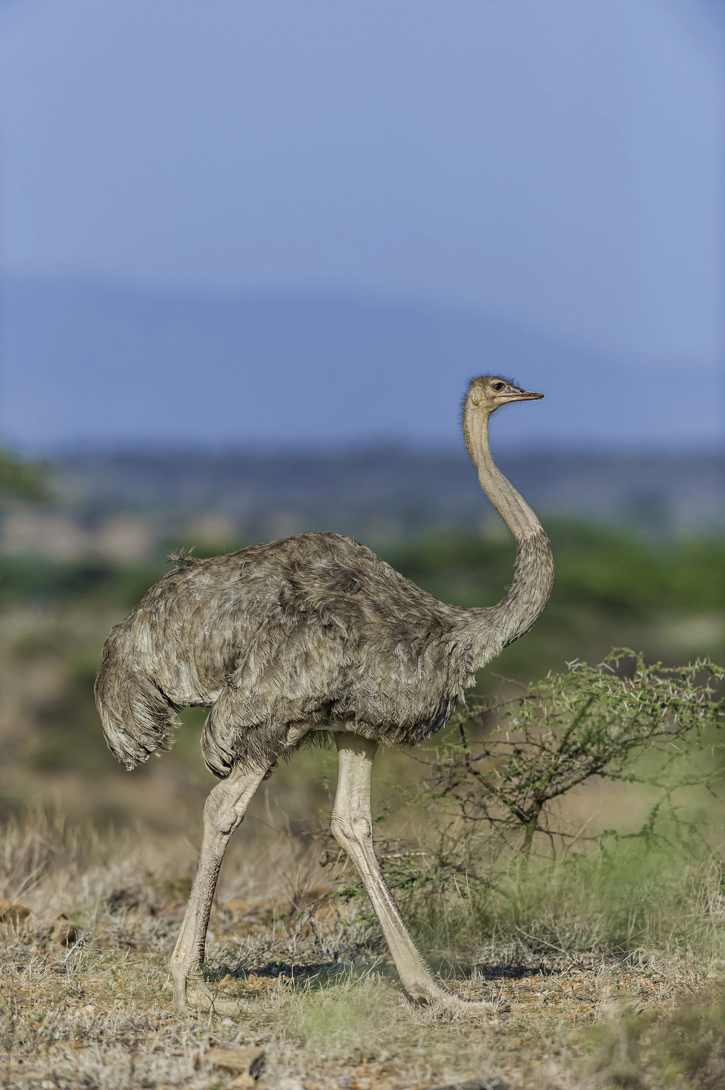 iStock-1439347934.jpg