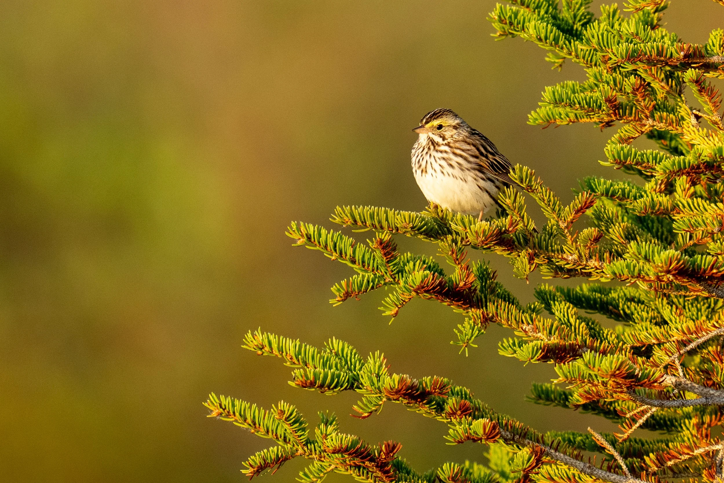 Savannah Sparrow-9023-2.jpg