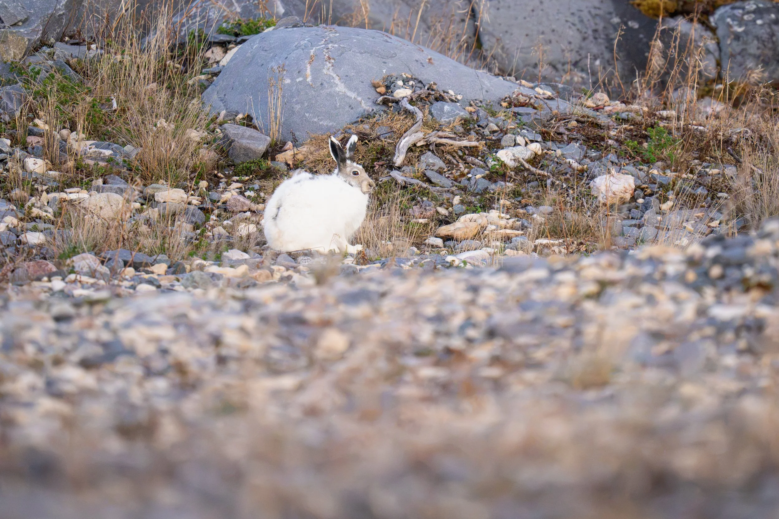 Arctic Hare-1152.jpg