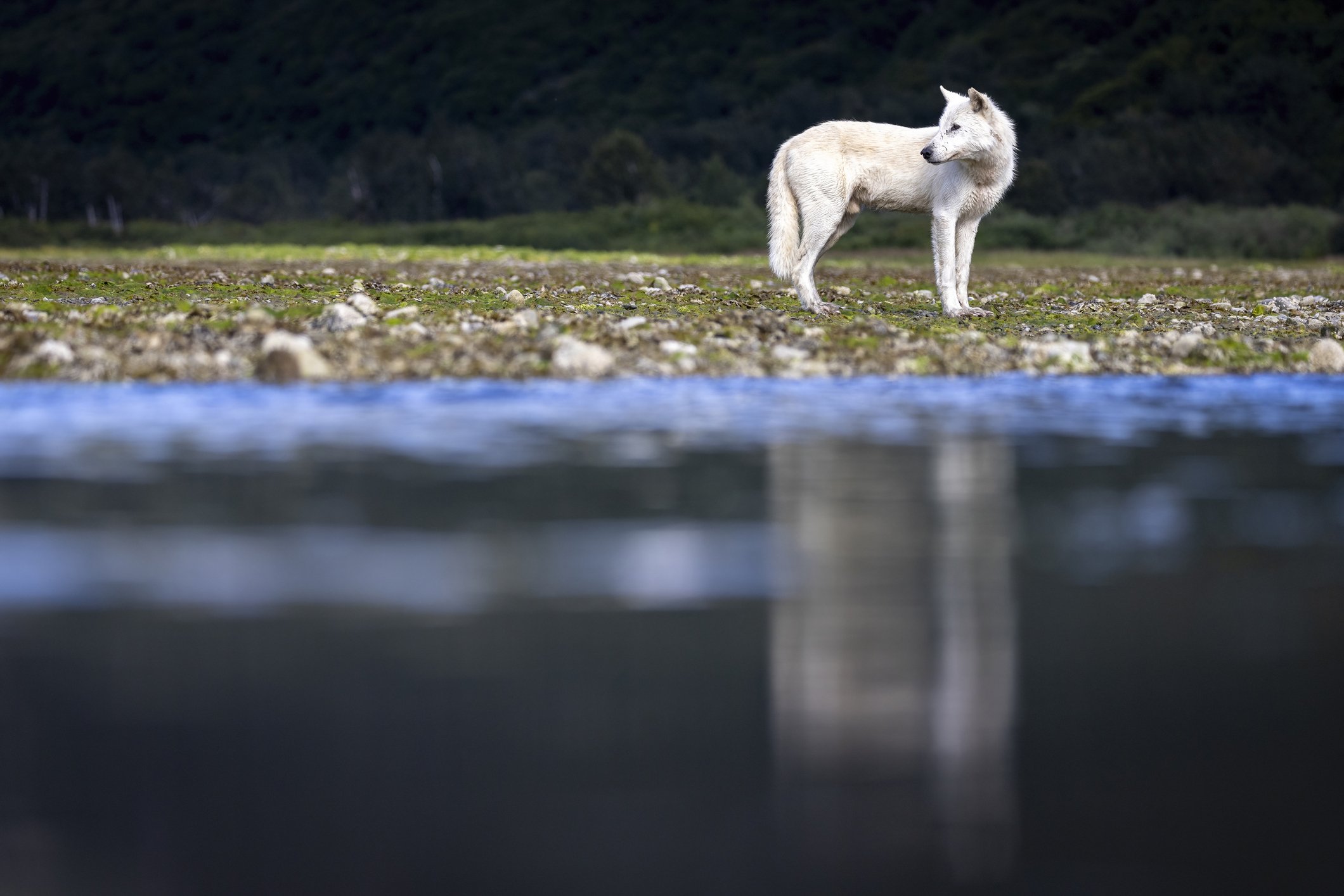 A white wolf standing on a rocky shoreline near a body of water with a forest in the background.