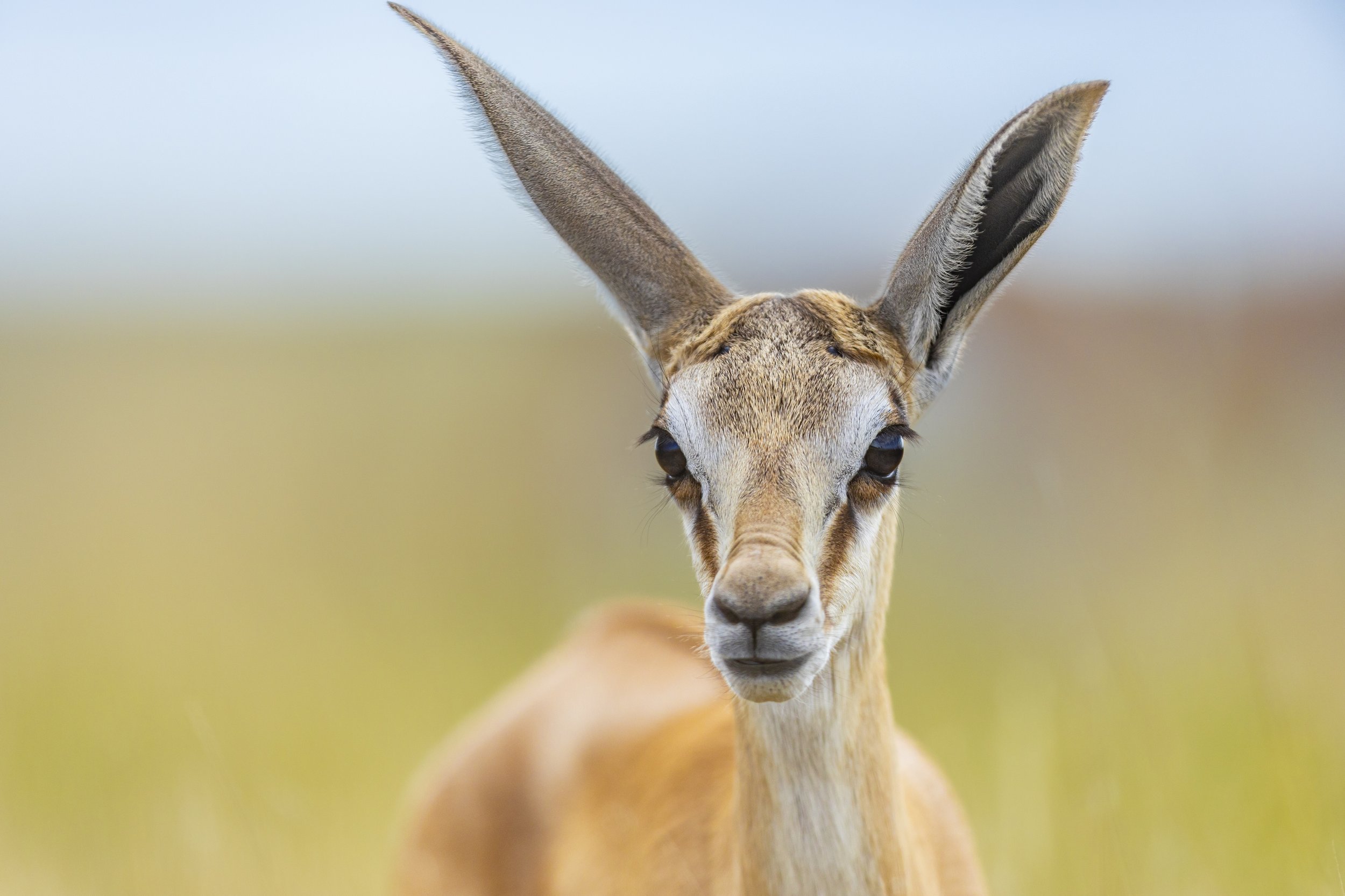 iStock-2278601679.jpg
