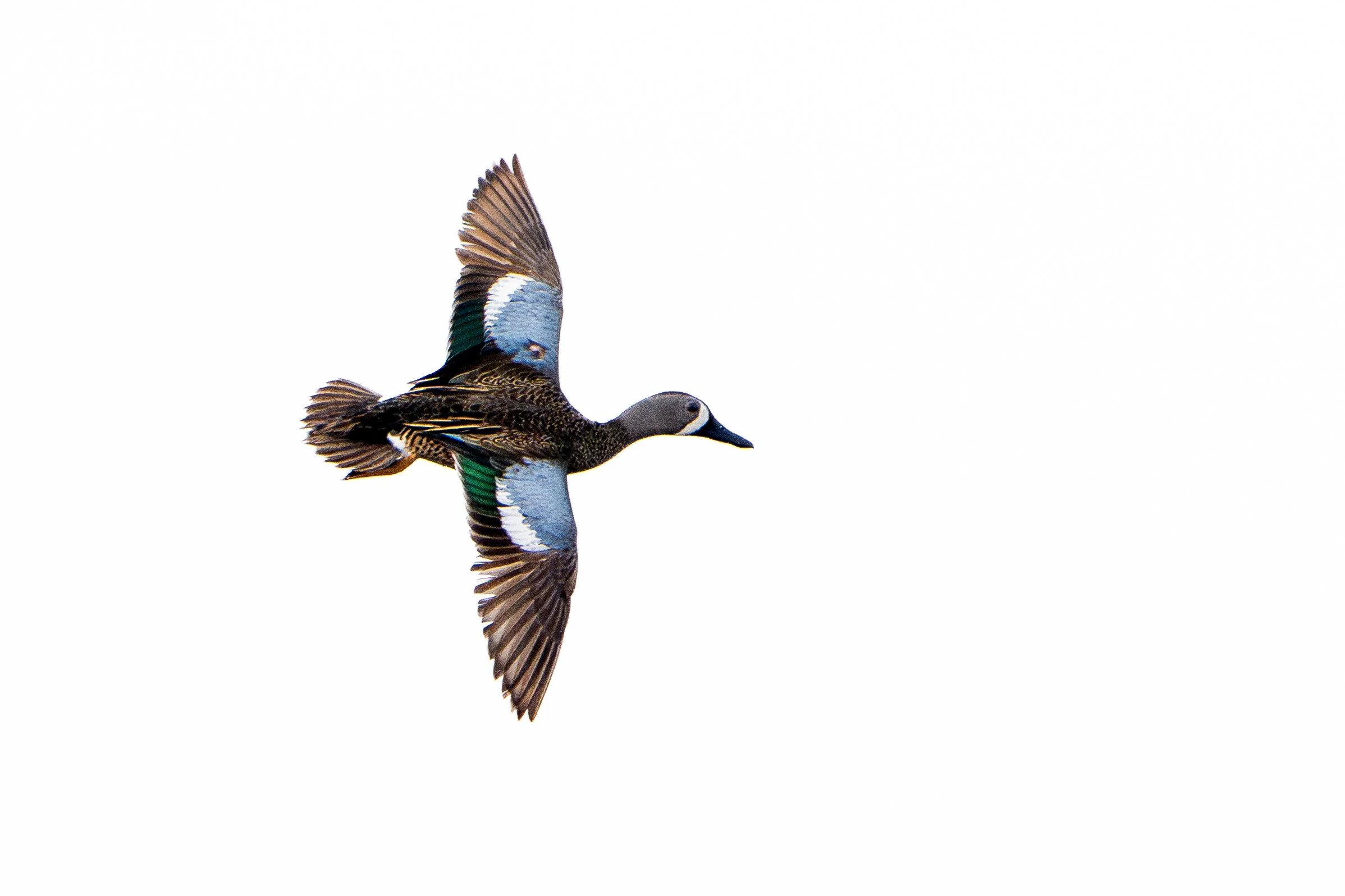 High Key Blue Winged Teal-.jpg