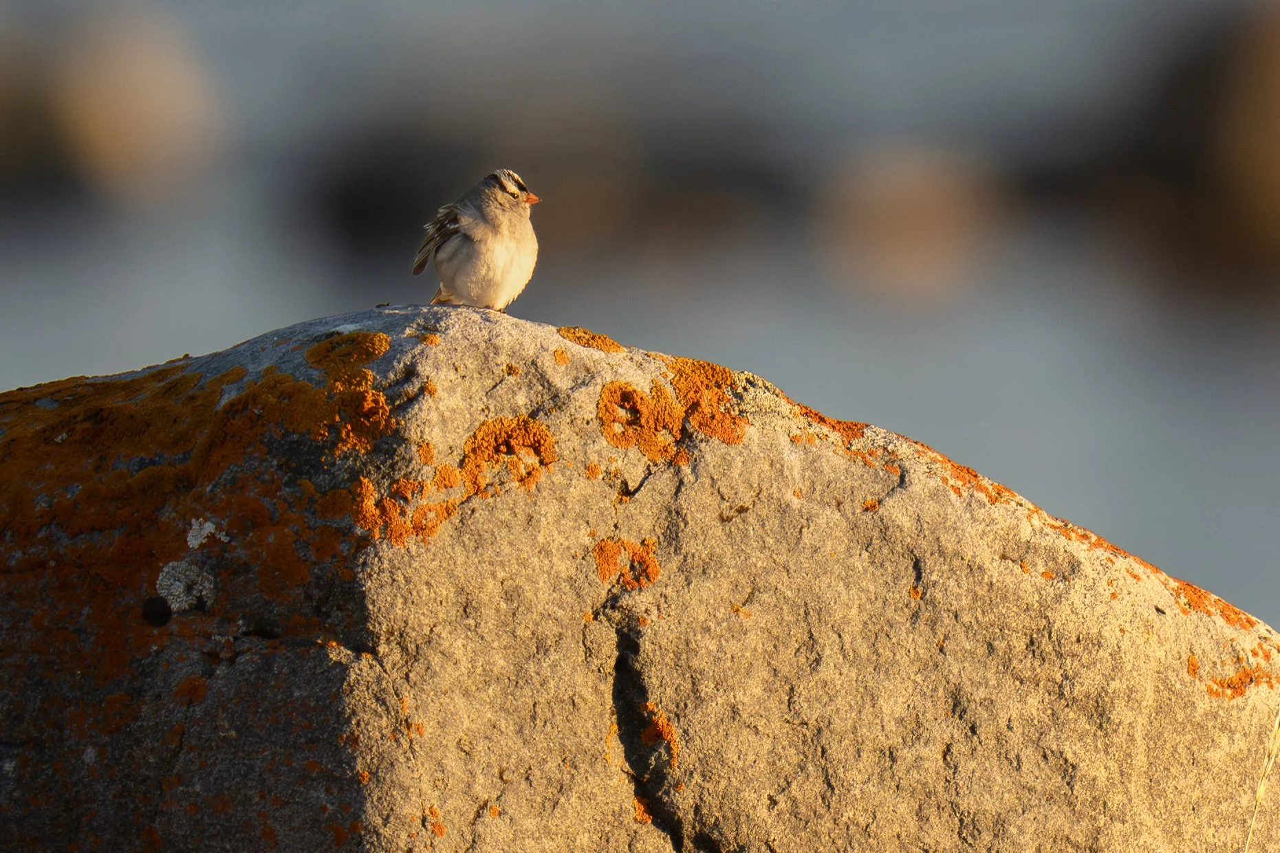 White Crowned Sparrow-1116.jpg