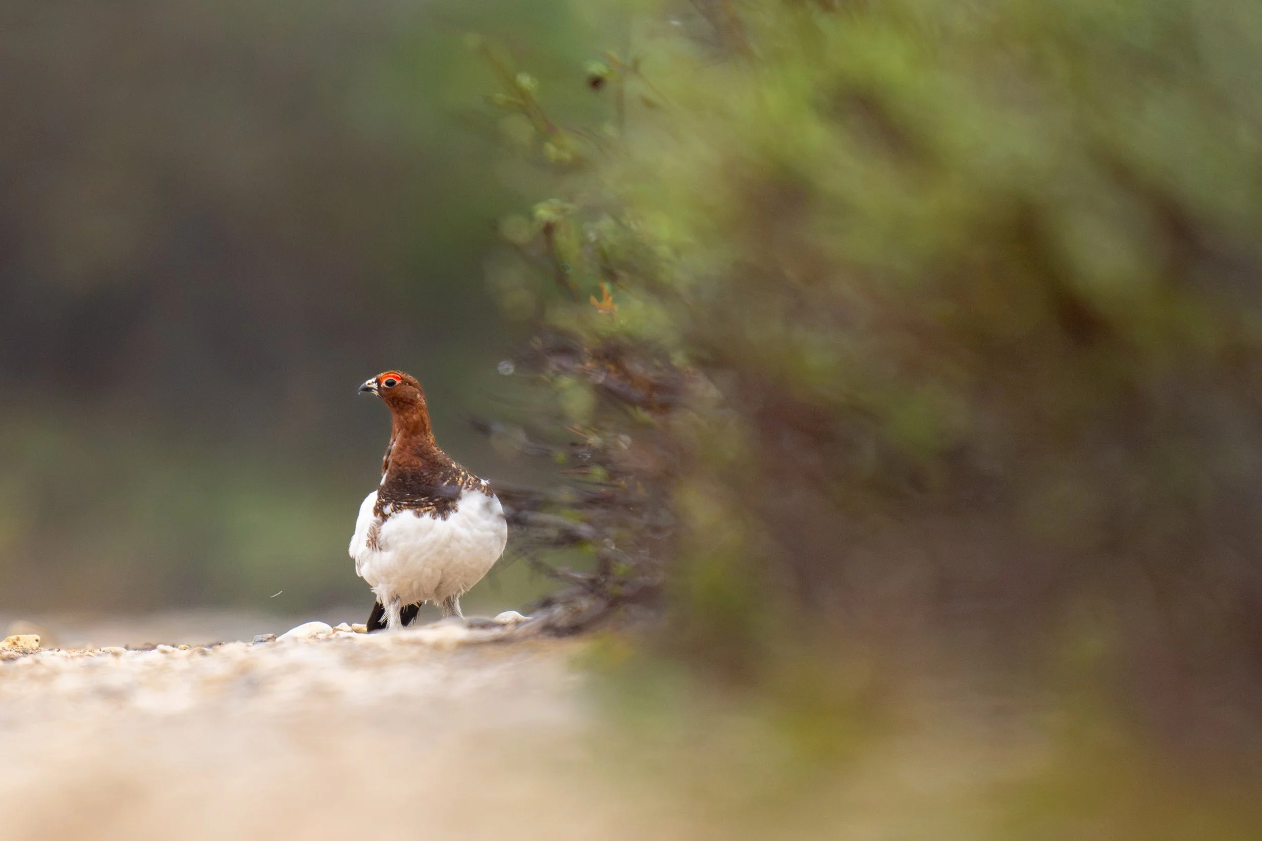 Willow Ptarmigan-2.jpg