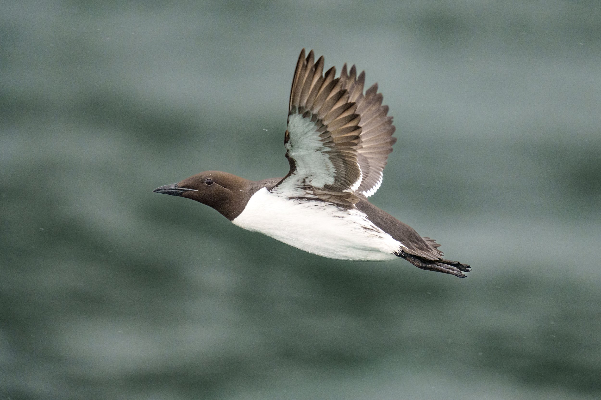 A male common loon in flight over water, showing its patterned black and white plumage, with its wings spread wide.