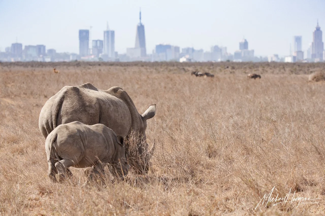 Nairobi-National-Park-64546454-IG.jpeg