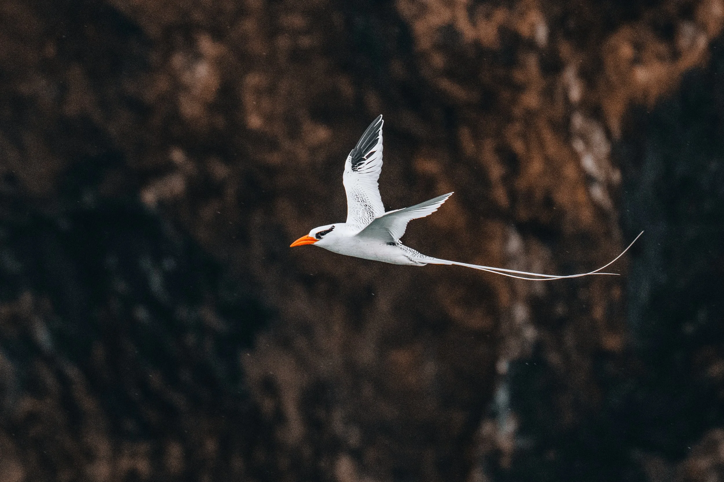 Red-billed Tropicbird-2924.jpg
