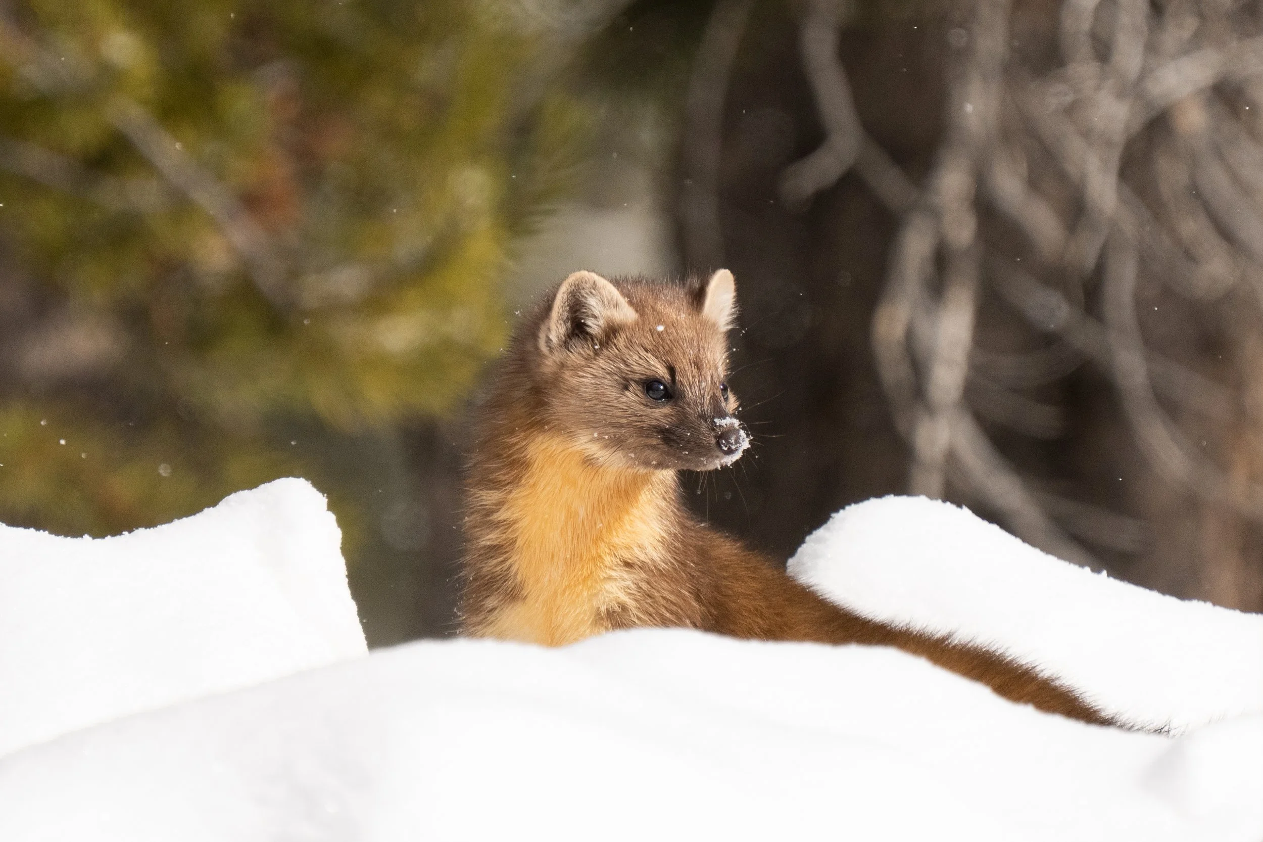 American Marten-9607.jpg