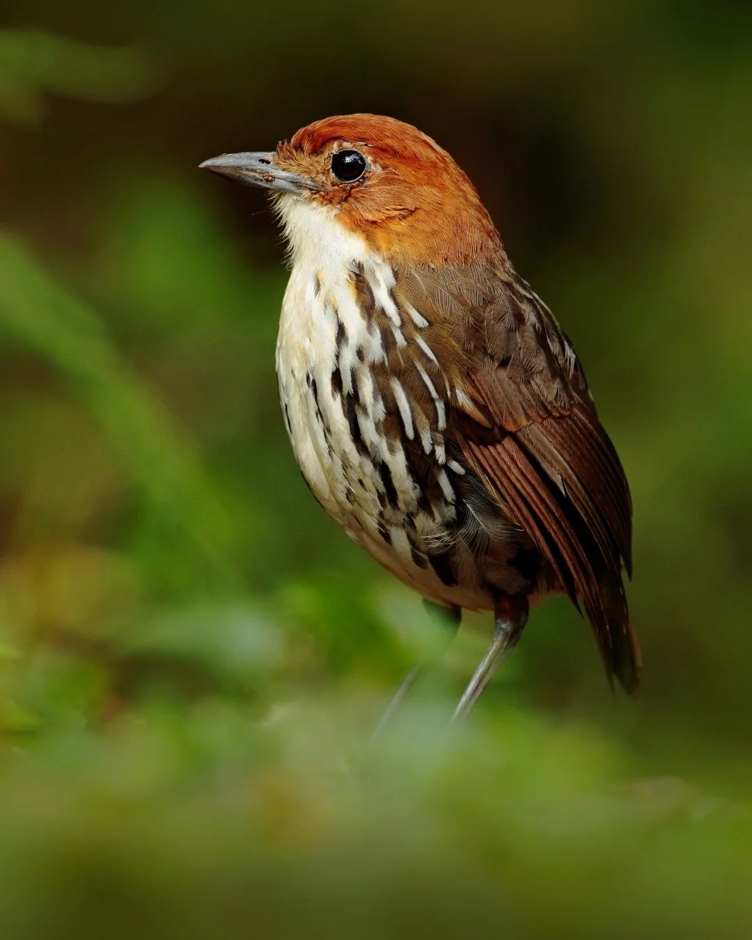 Chestnut-crowned Antpitta (Grallaria ruficapilla).jpg