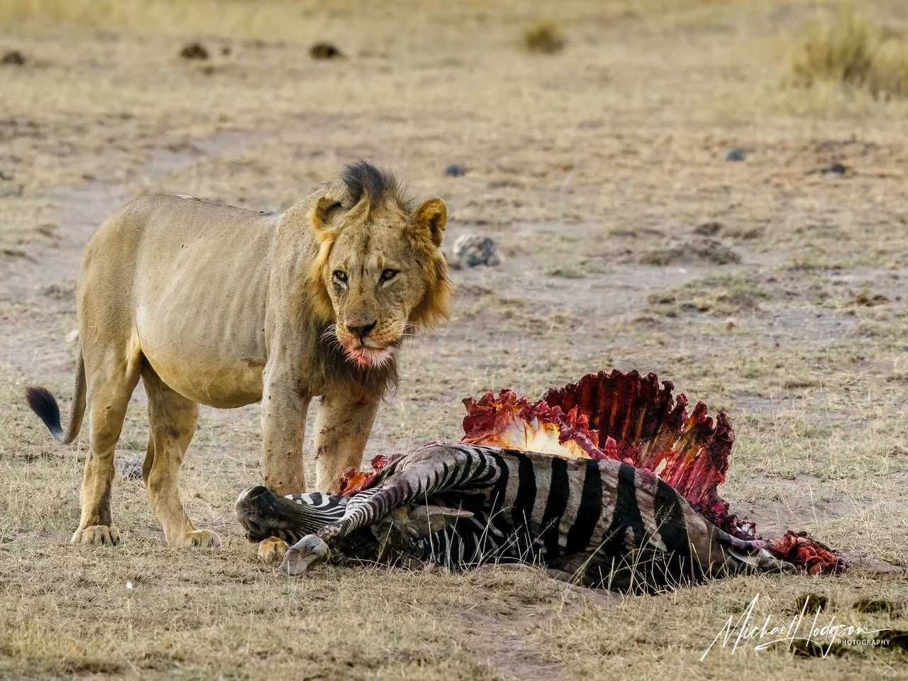 male-lion-bloody-mouth-amboseli-56605660-IG.jpeg
