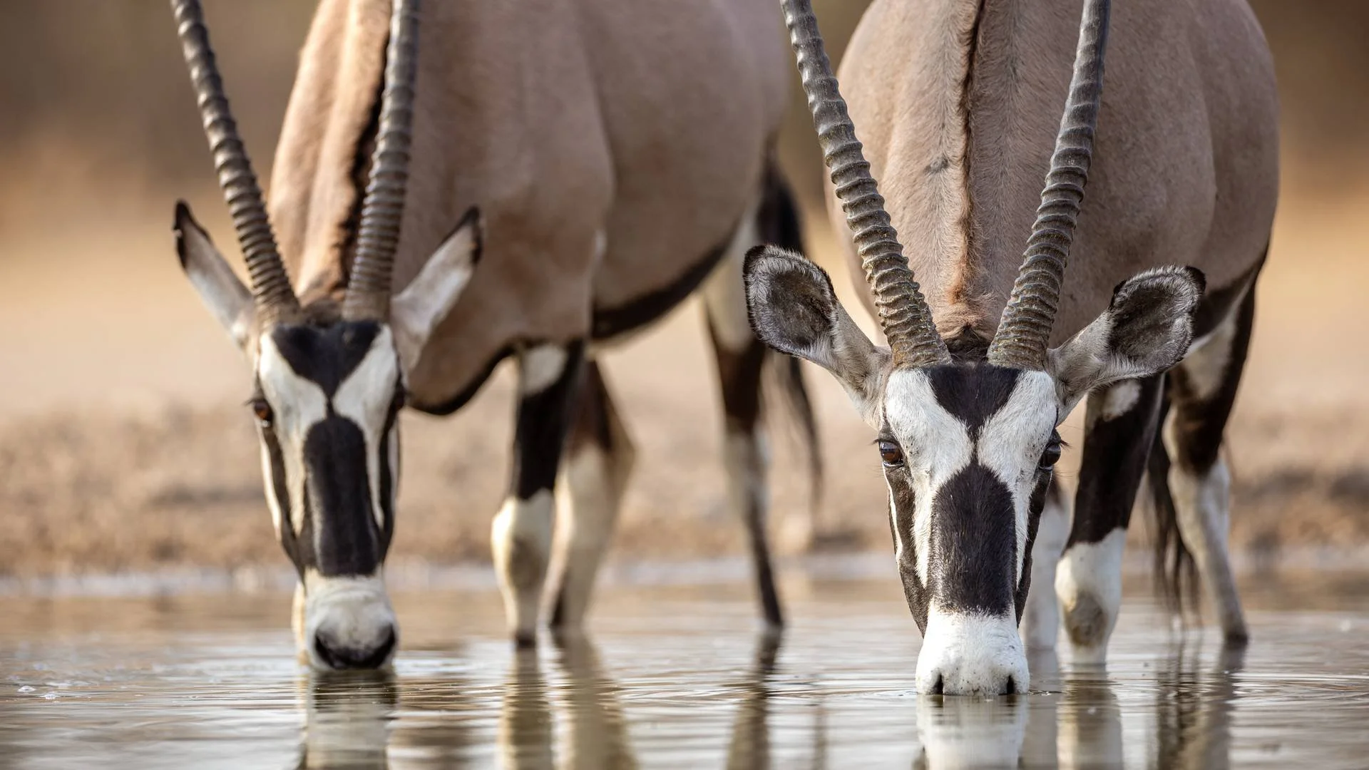 Sabine_Stols_Oryx_Drinking_1.jpg