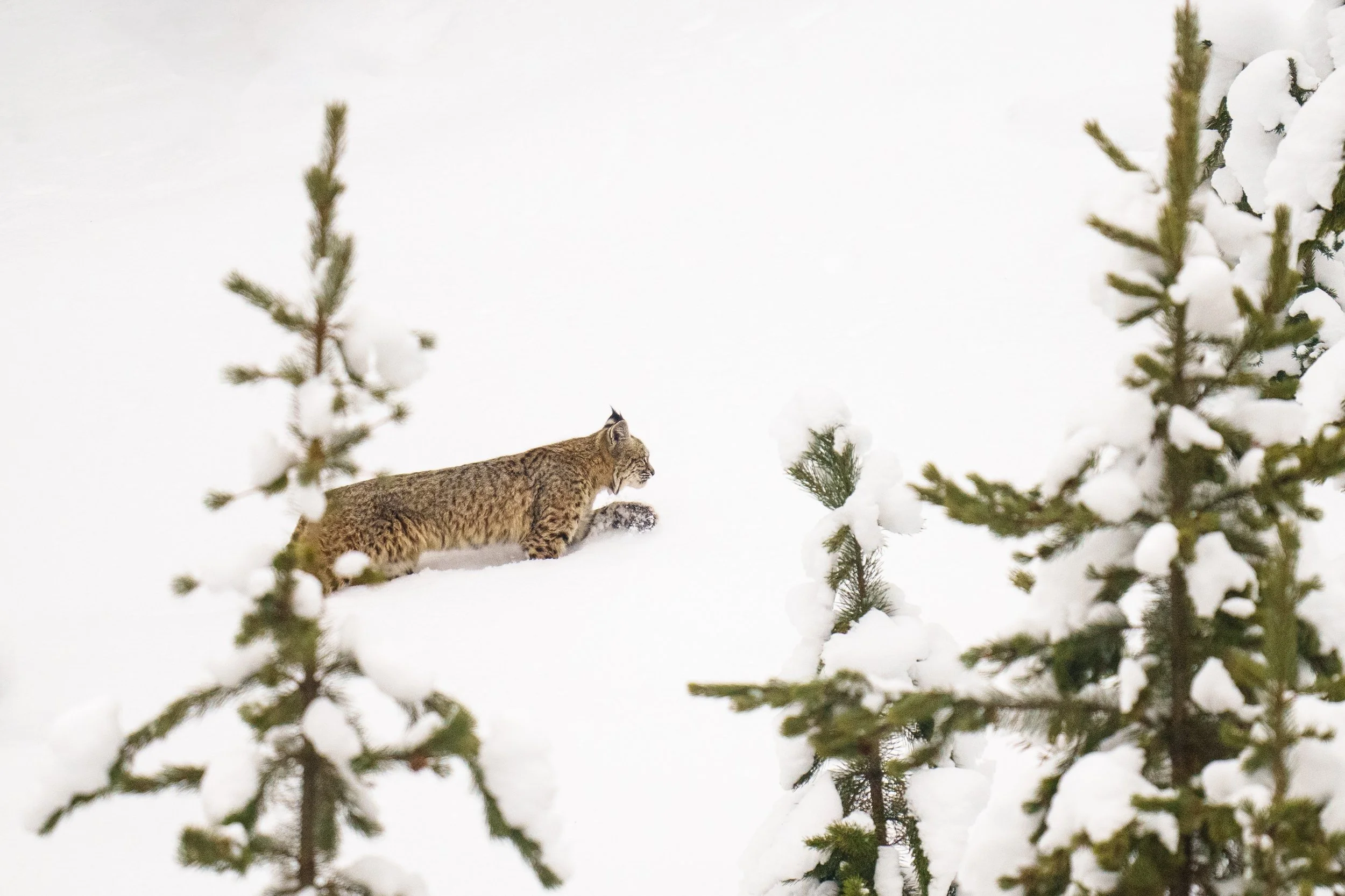 Bobcat up the Madison-.jpg