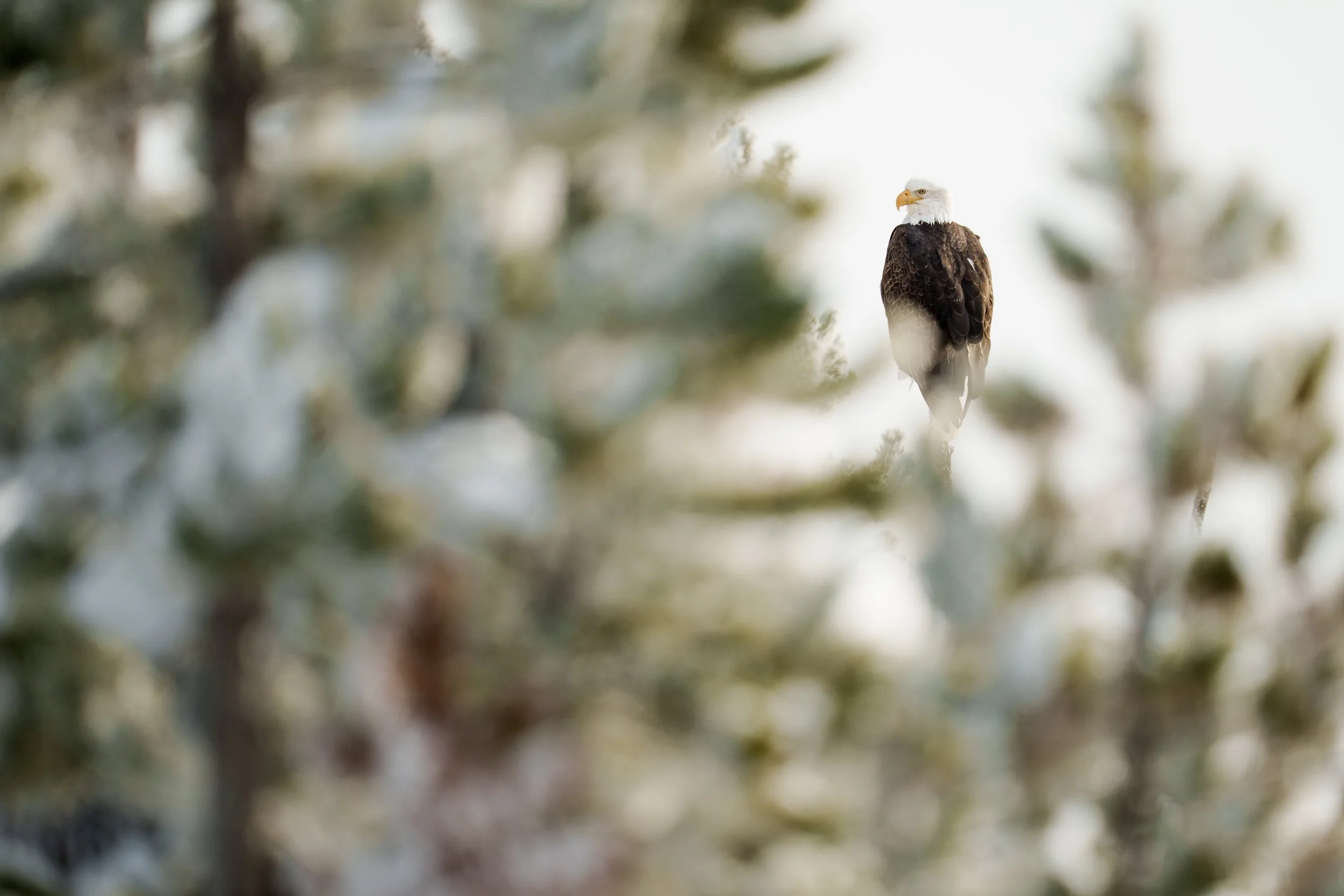 Bald Eagle in Yellowstone Interior-3315.jpg