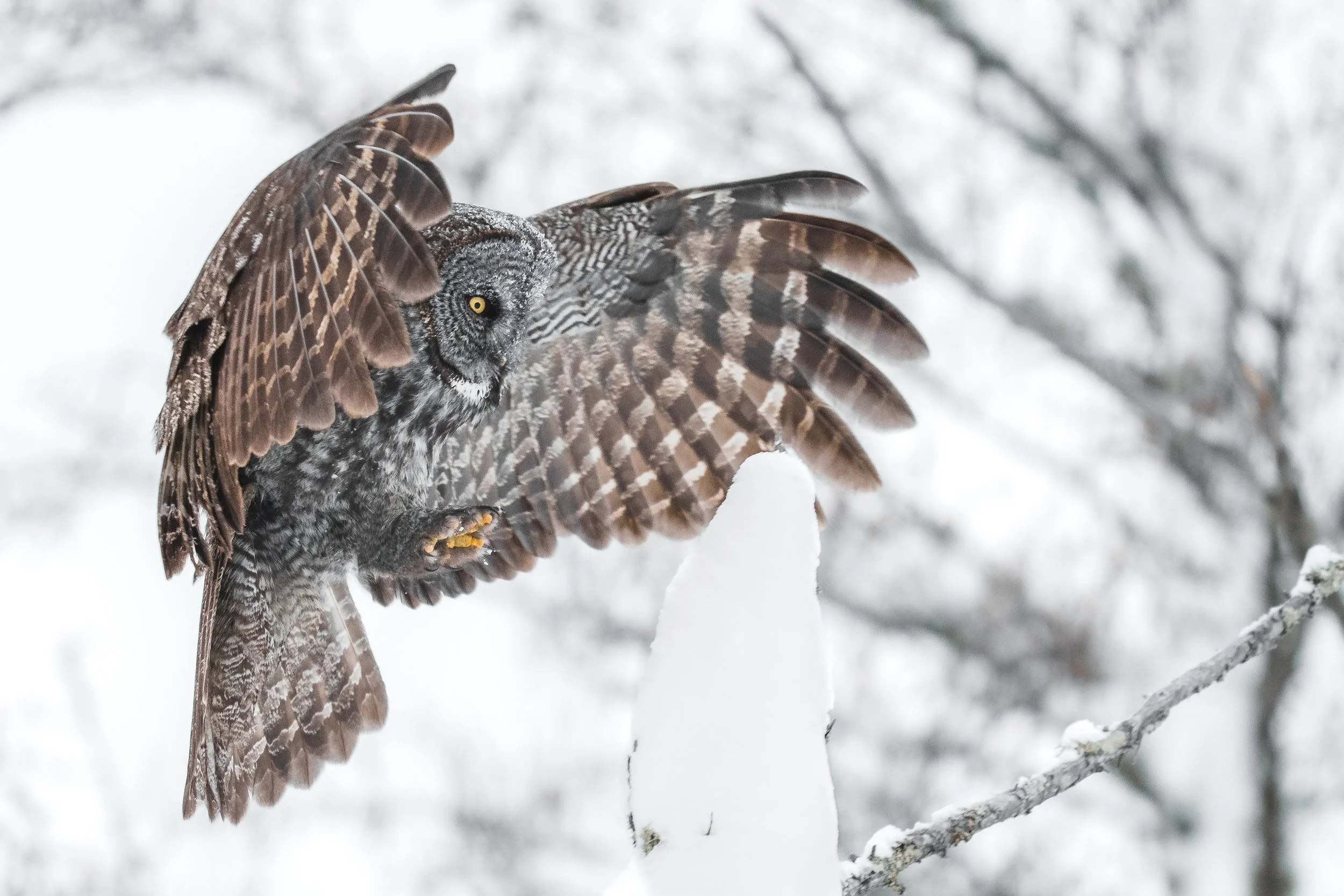 Great Gray Owl-3691.jpg