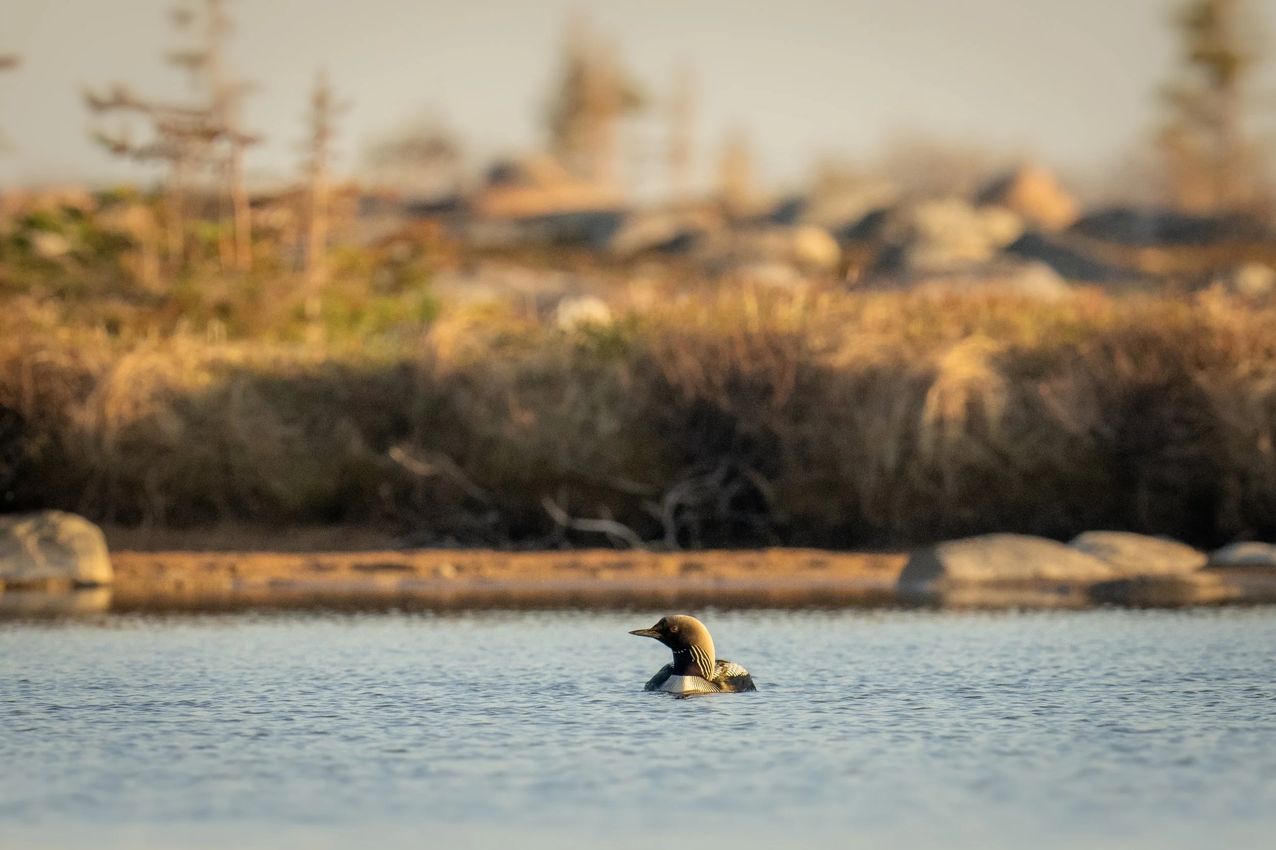 Pacific Loon at Sunset-1073.jpg