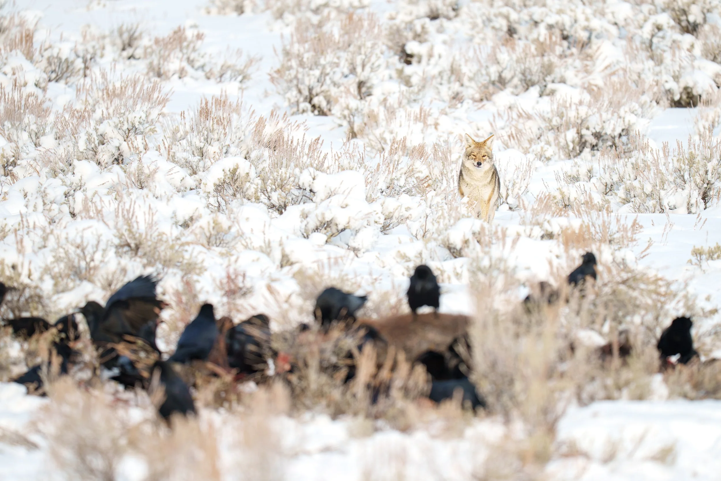 Coyote Waiting to Move In-14407.jpg