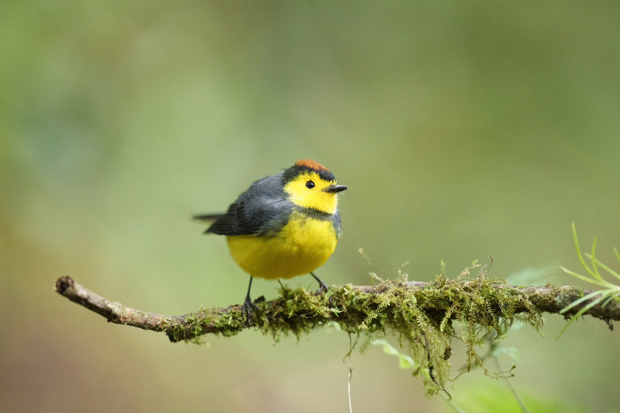A small yellow and gray bird with a black stripe across its eyes, perched on a moss-covered branch against a blurred green background.