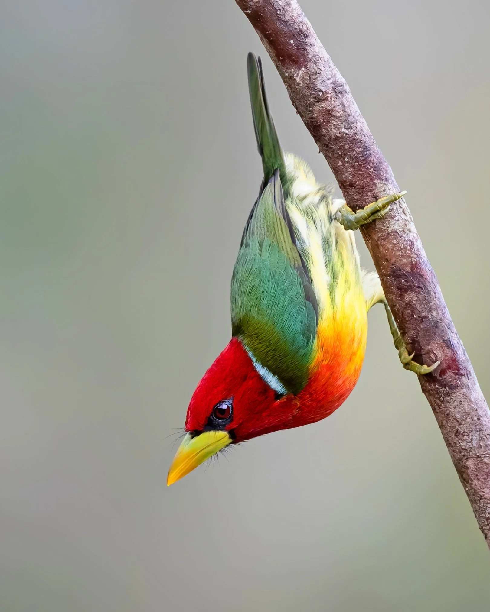 Red-headed Barbet (Eubucco bourcierii).jpg