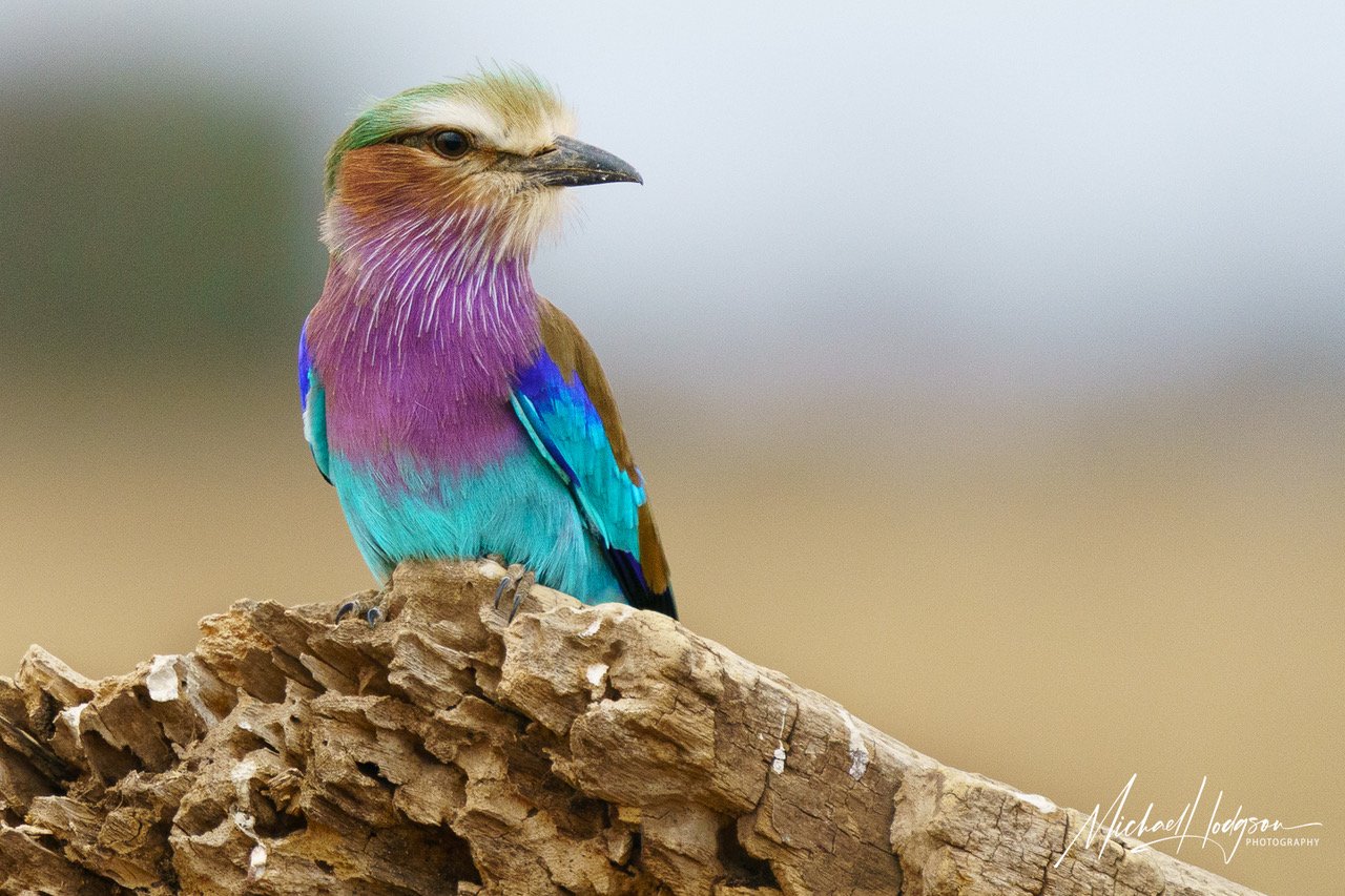 Lilac-Breasted-Roller-amboseli-63126312-IG.jpeg