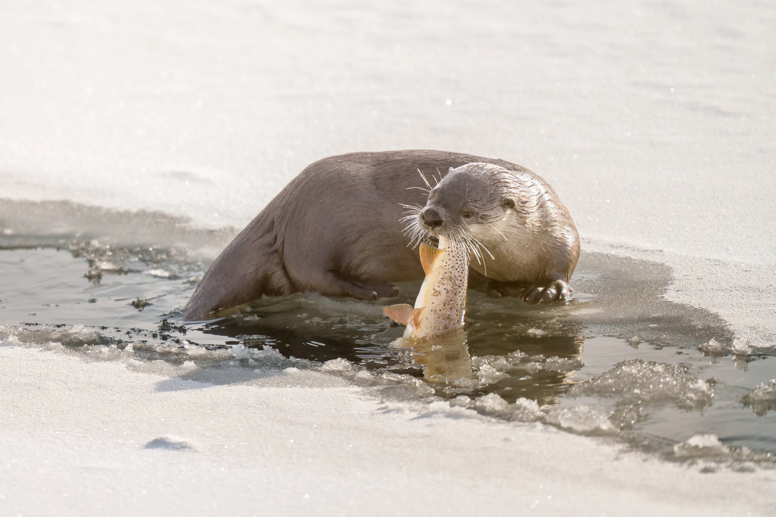 Otter with trout-16676.jpg
